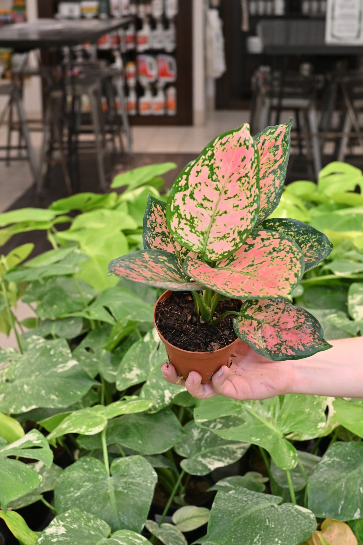 Aglaonema Katrina