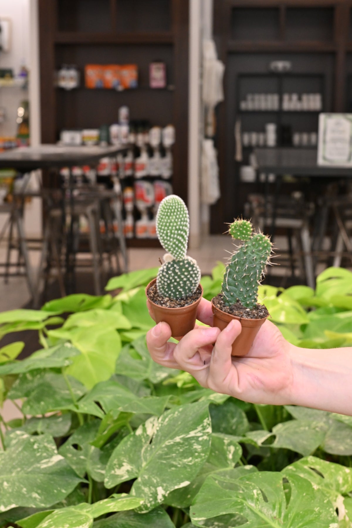 Opuntia Cactus Assorted