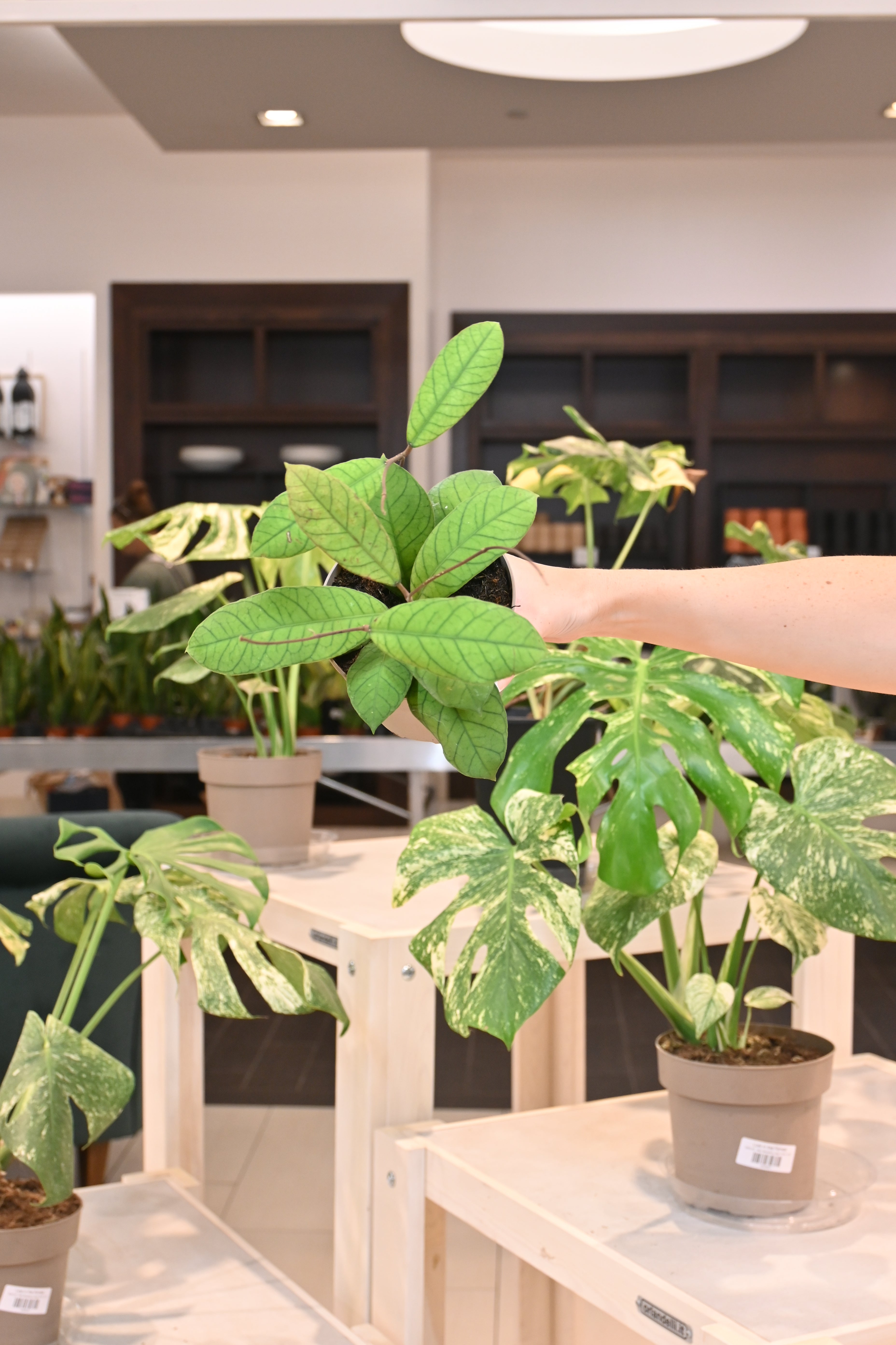 Hoya sp. Sabah (RP-013)