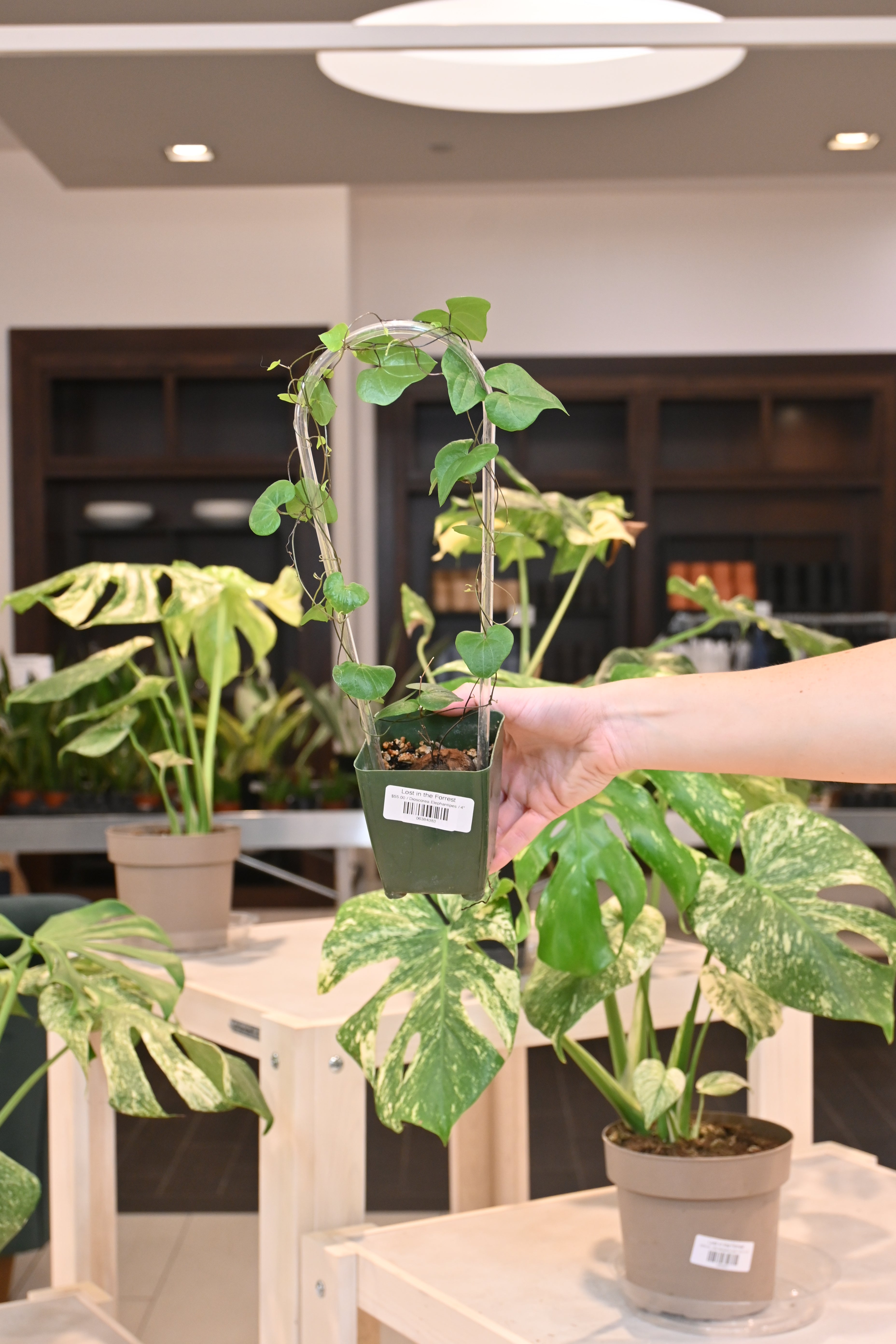 Dioscorea Elephantipes – Lost in the Forrest