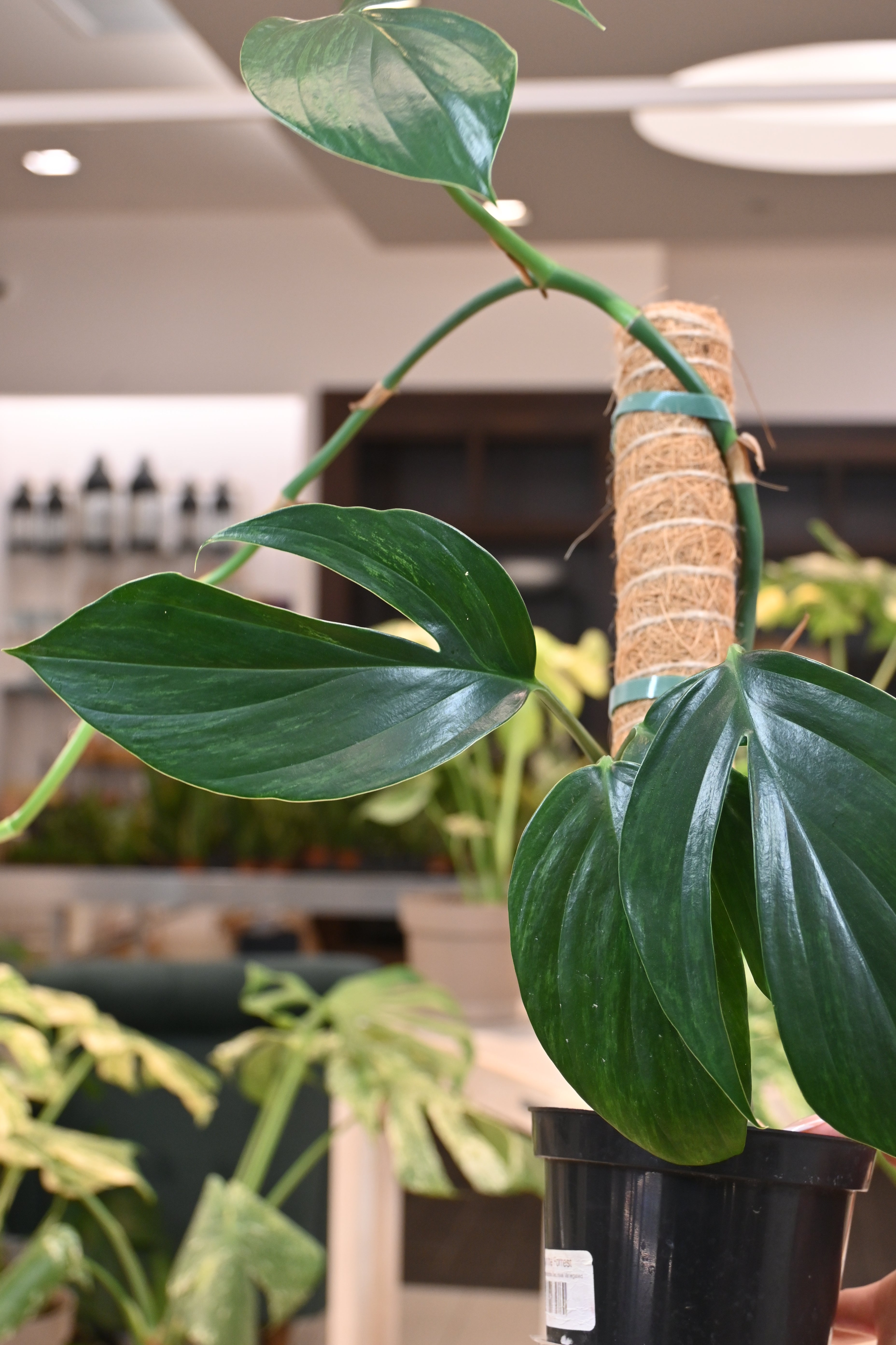 Rhaphidophora Decursiva Variegated