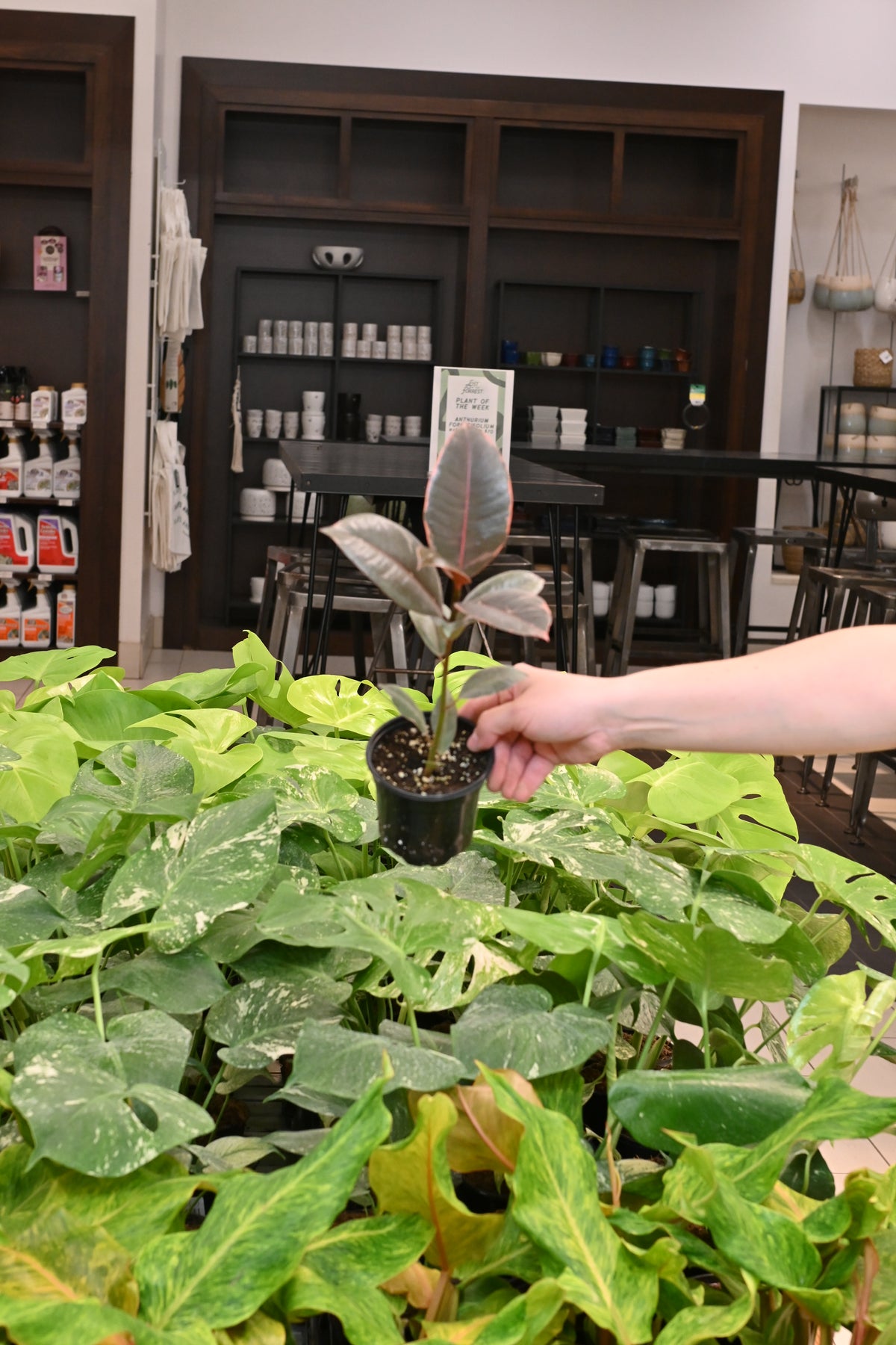 Ficus Ruby