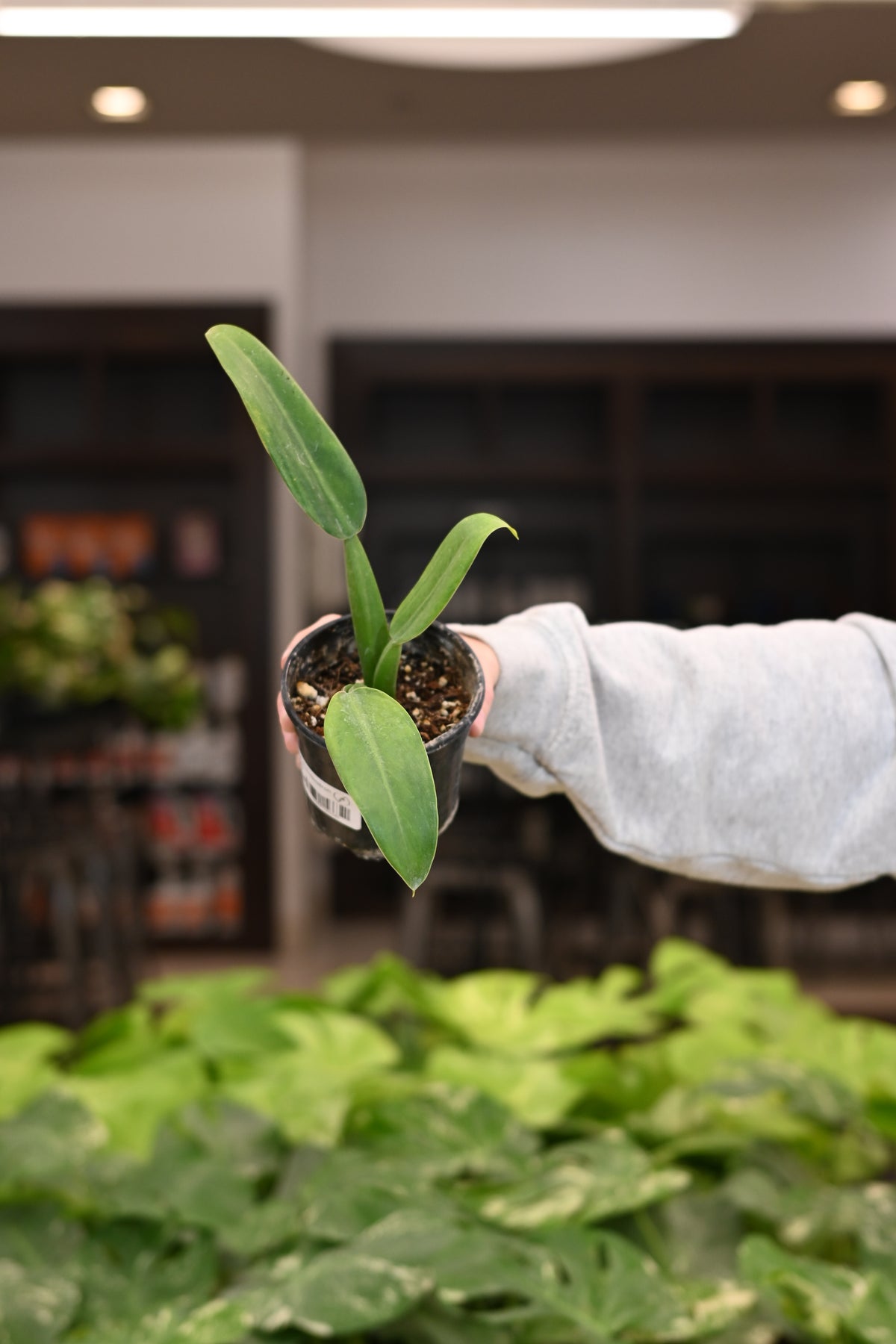 Purge: Philodendron Fat Boy