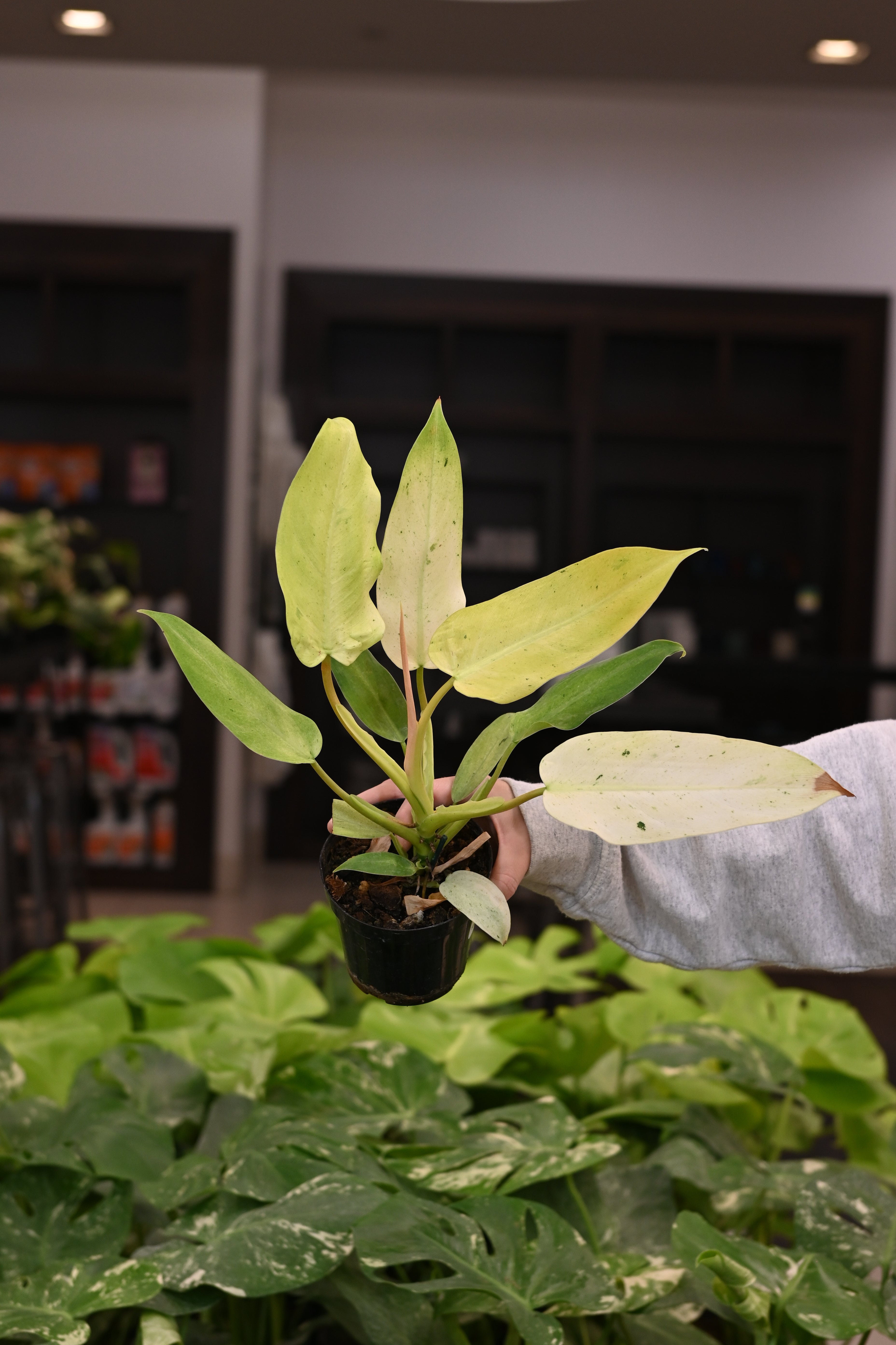Philodendron Whipple Way