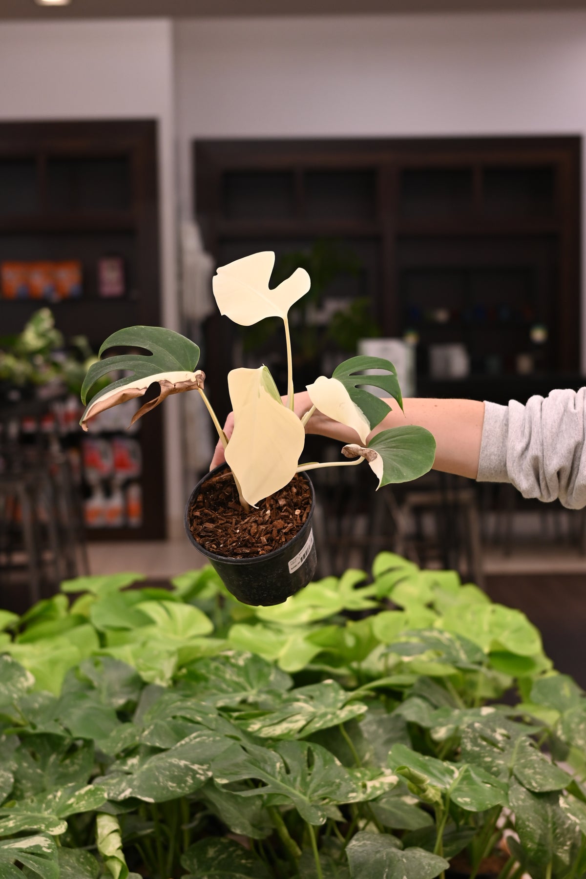 Purge: Monstera Albo