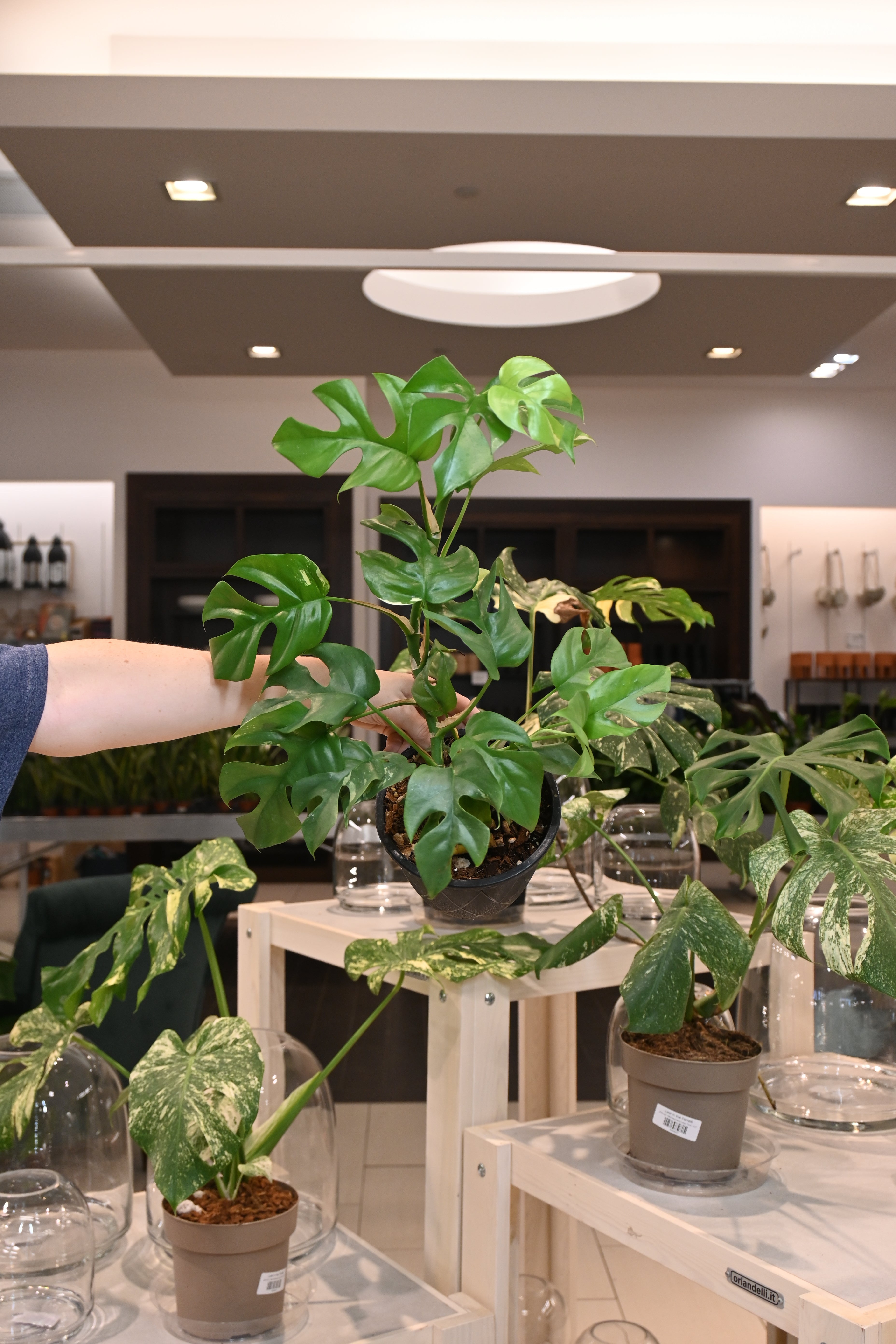 Rhaphidophora Tetrasperma Variegated