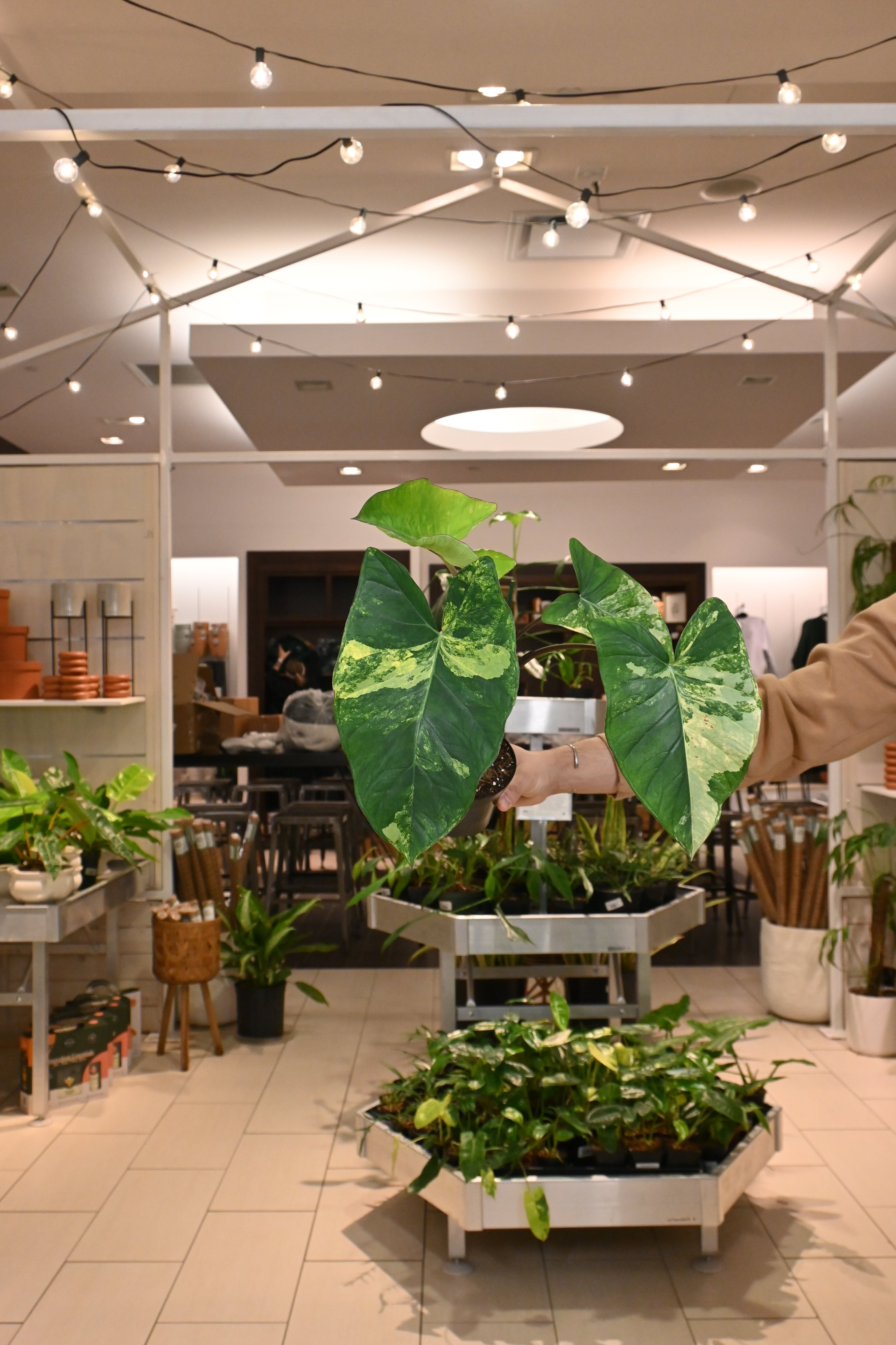 Xanthosoma Sagittifolium &