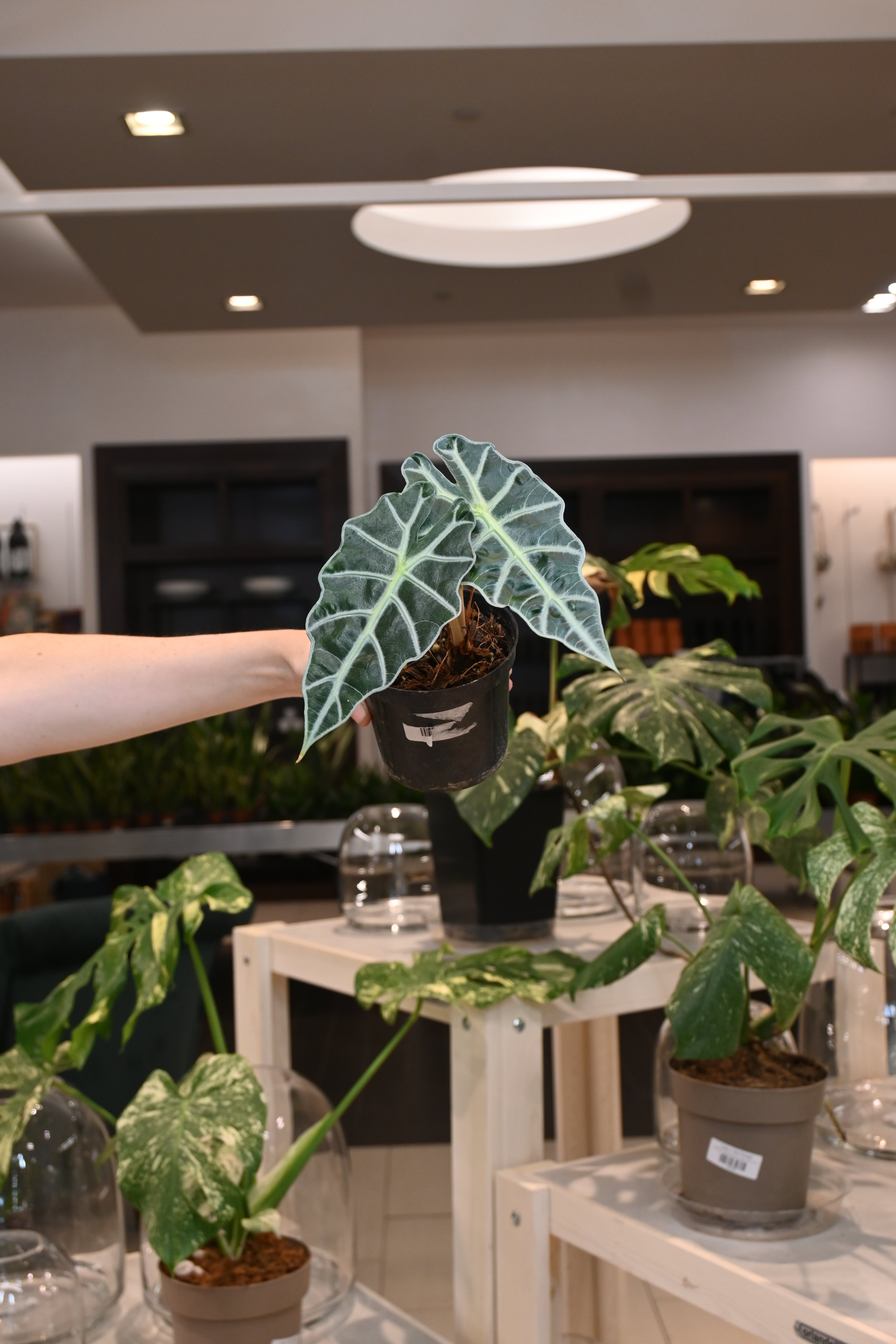 Alocasia Polly Variegated