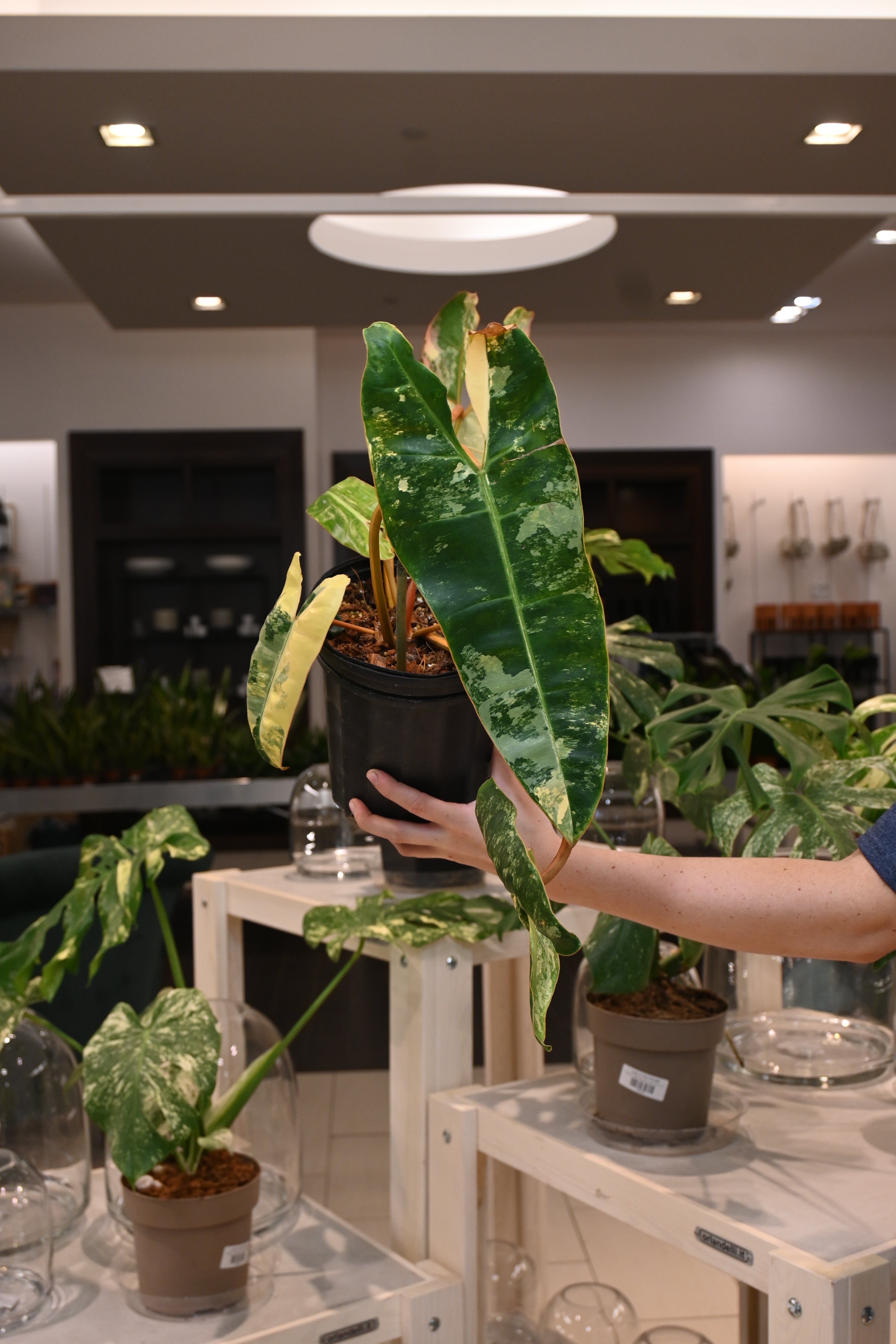 Philodendron Billietiae Variegated