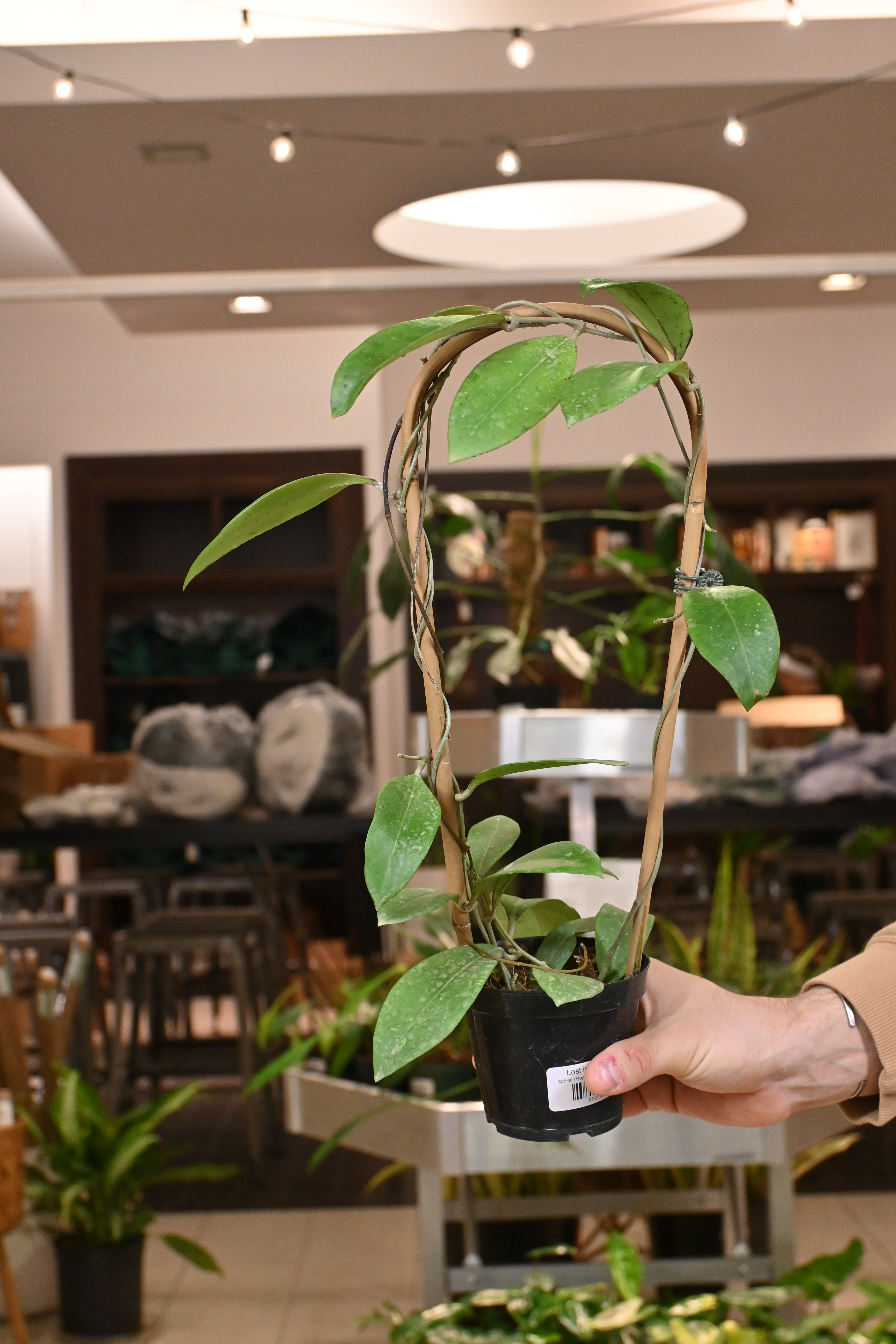 Hoya Mindorensis