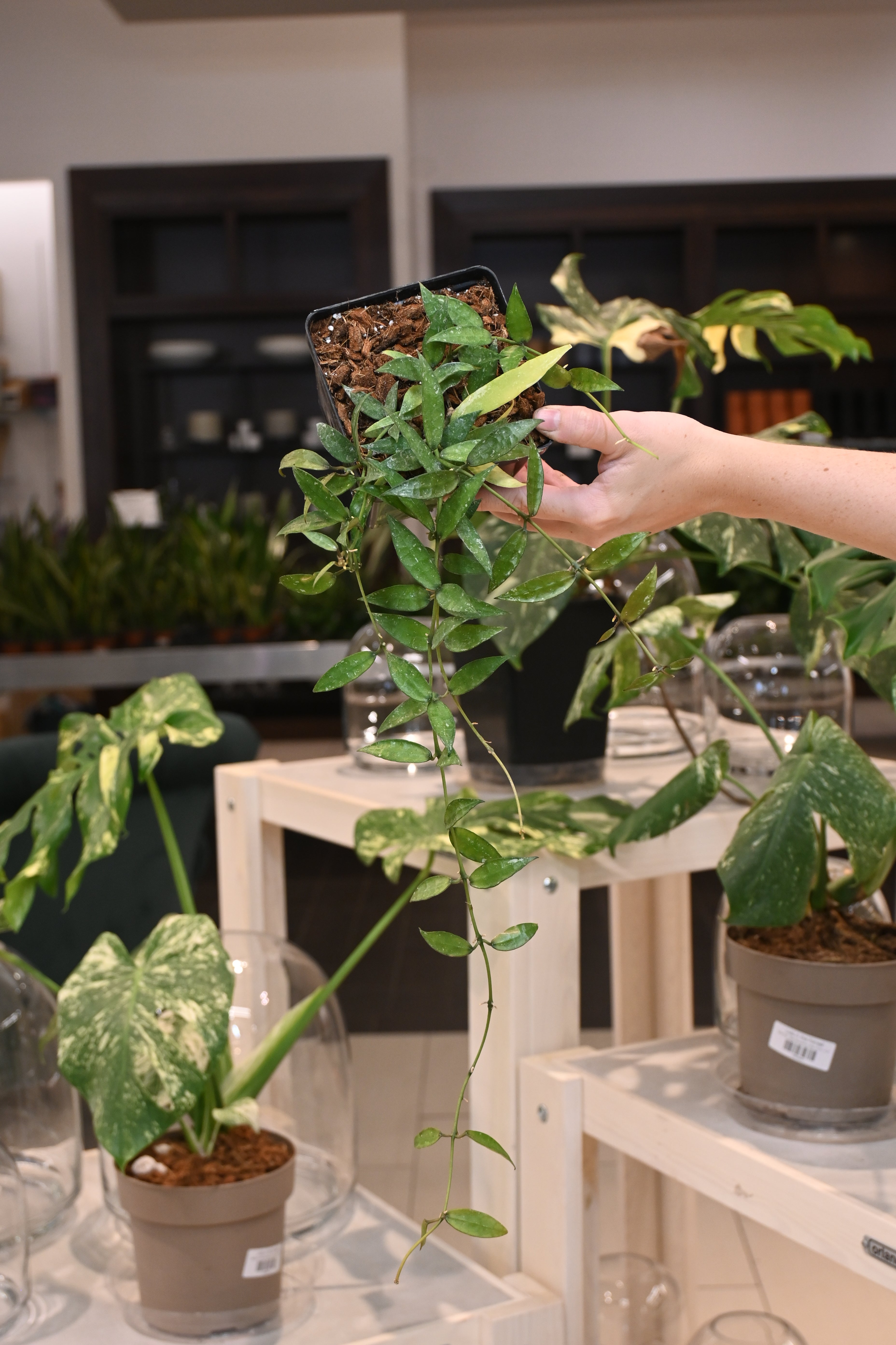 Hoya Lacunosa Mr. Tent