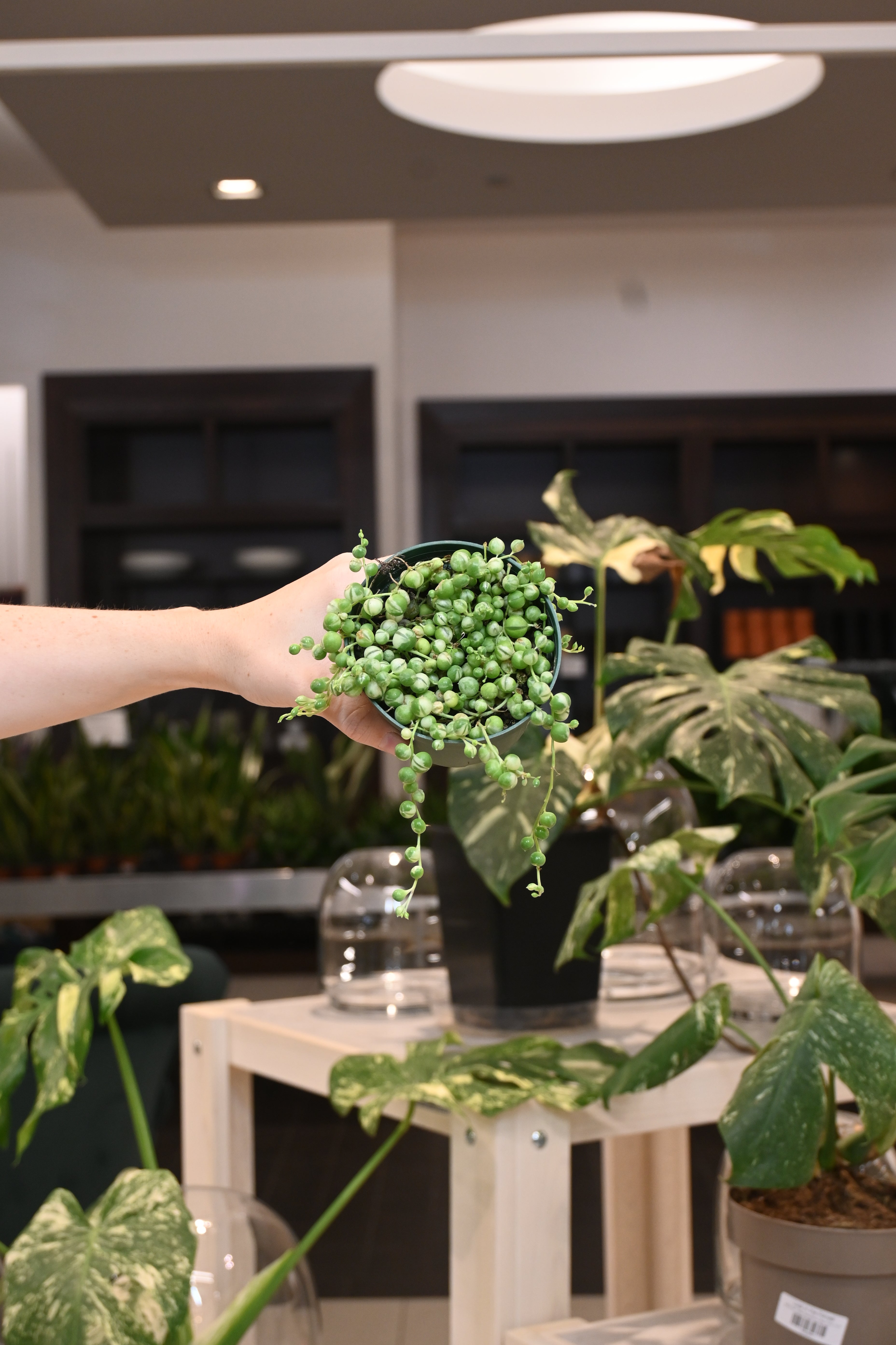 String of Pearls Variegated