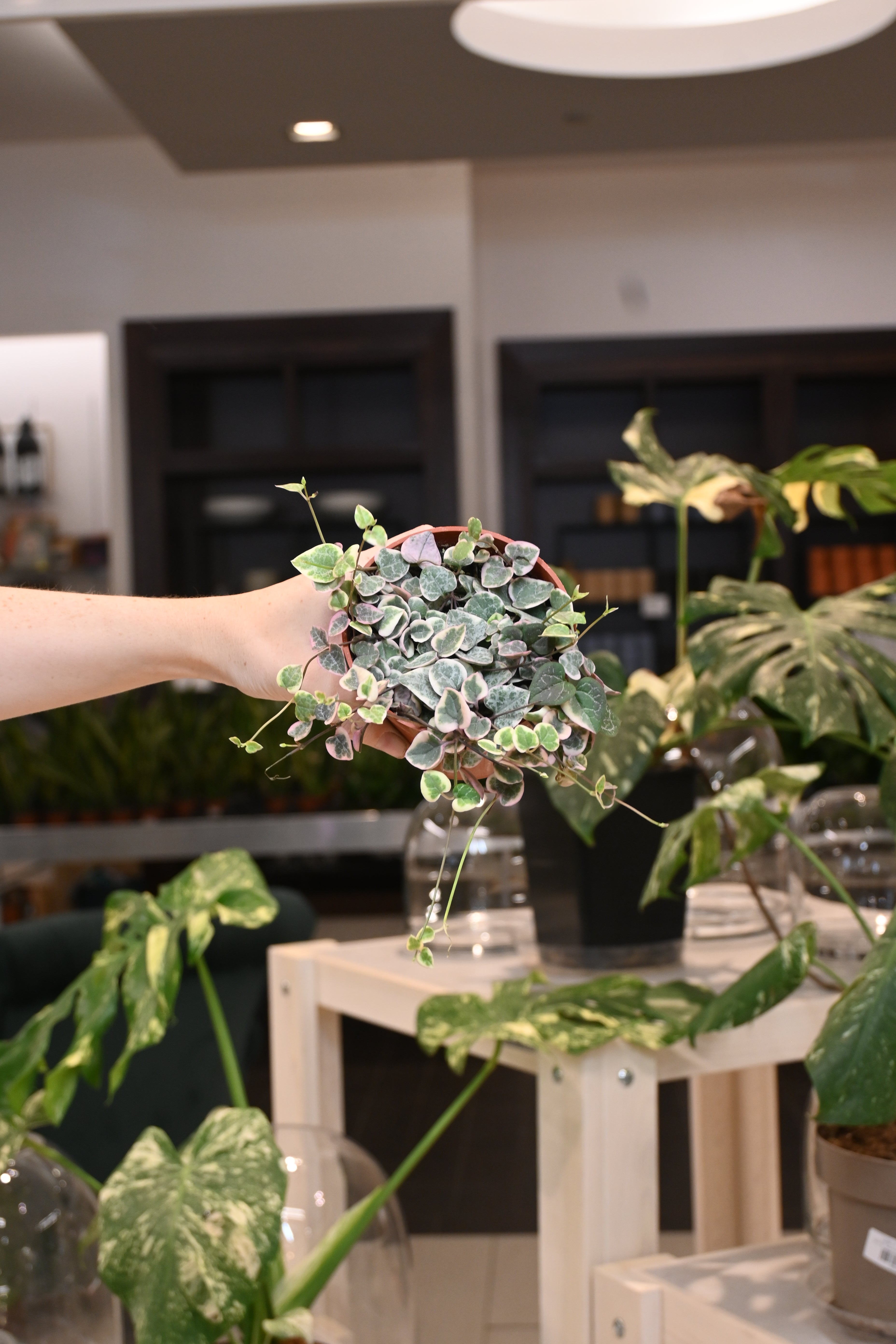 Variegated String of Hearts