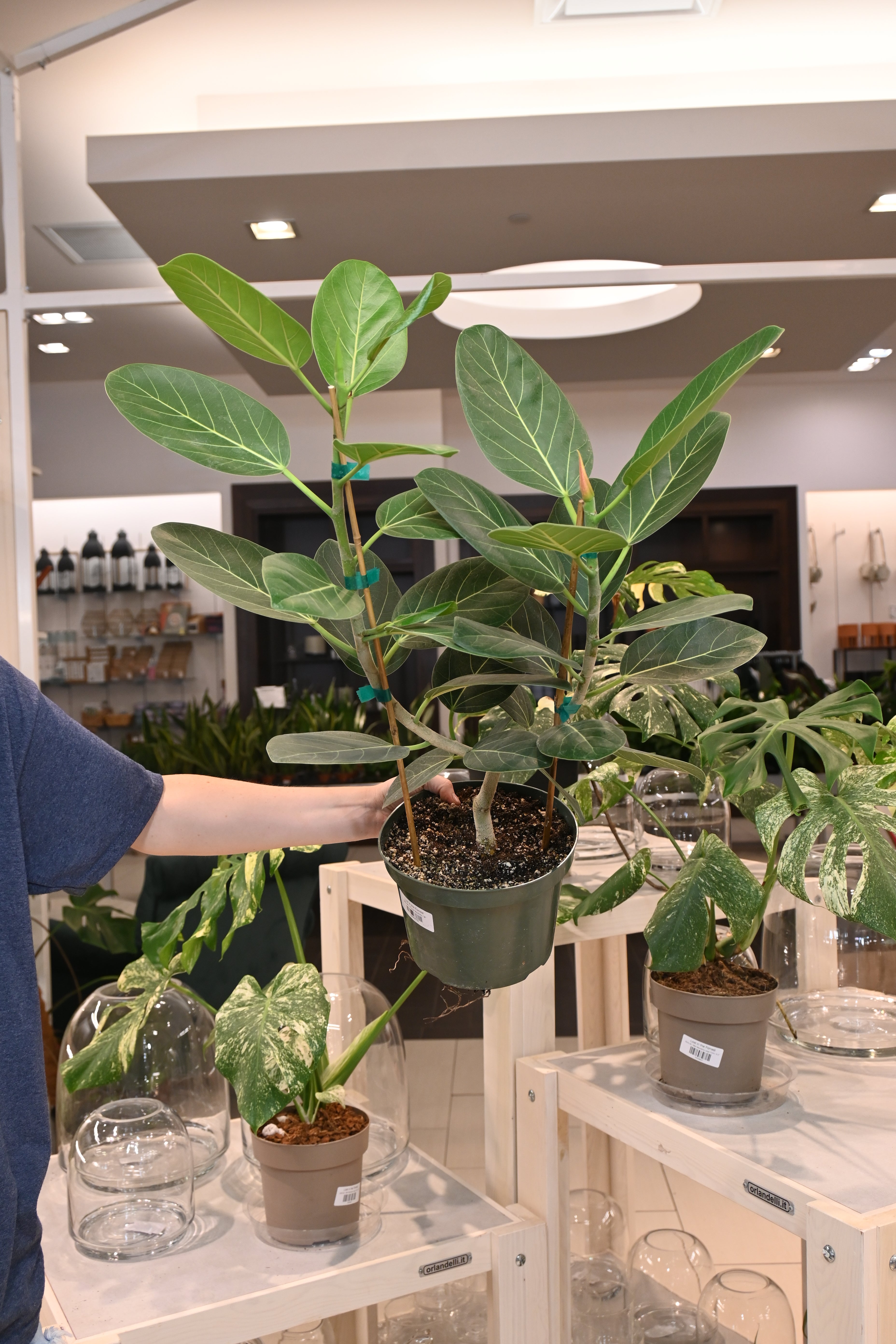 Ficus Audrey