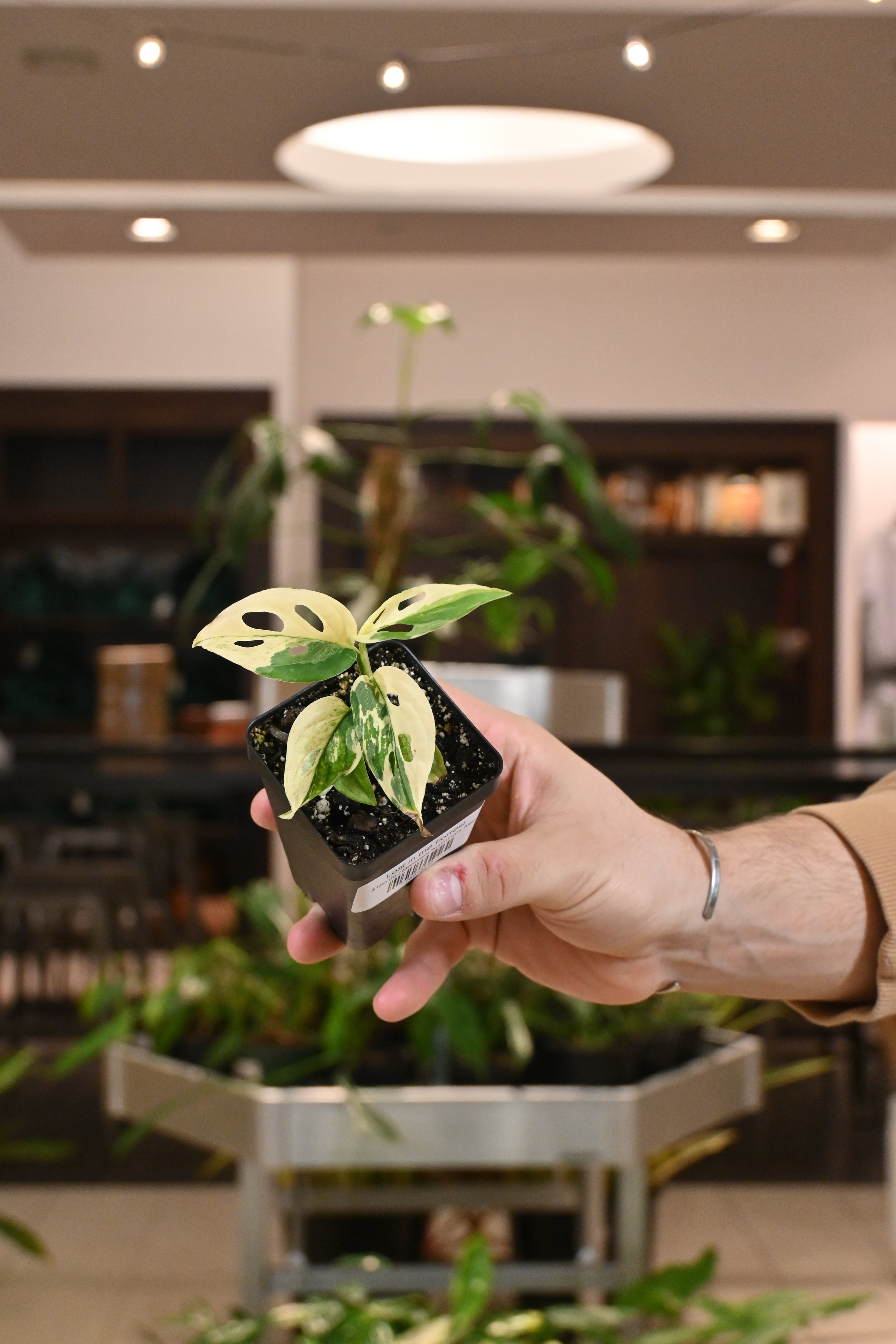 monstera adansonii acuminata Monstera Acuminata Albo – Lost in the Forrest