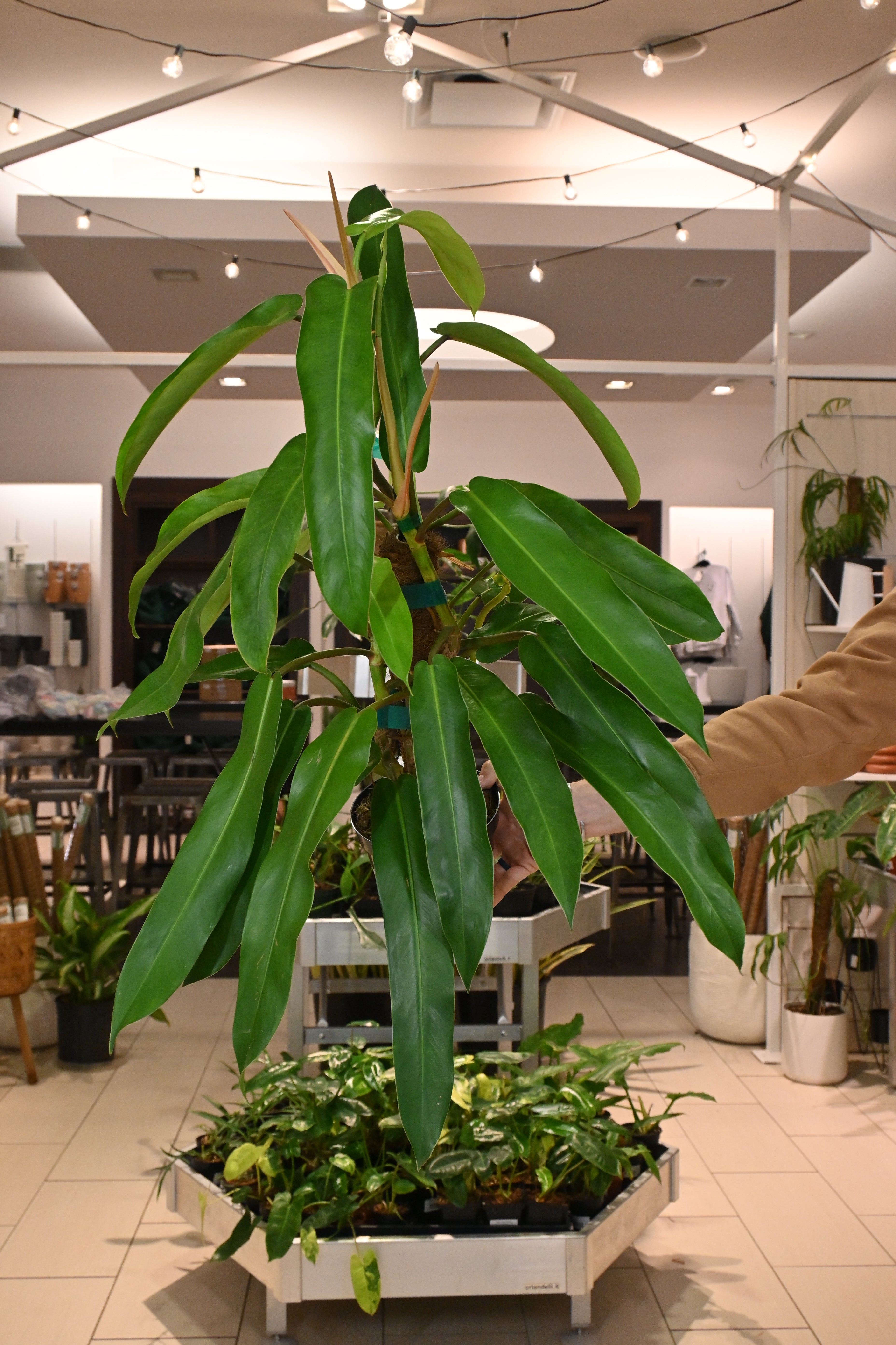 philodendron bannoniae Philodendron Bonifaziae