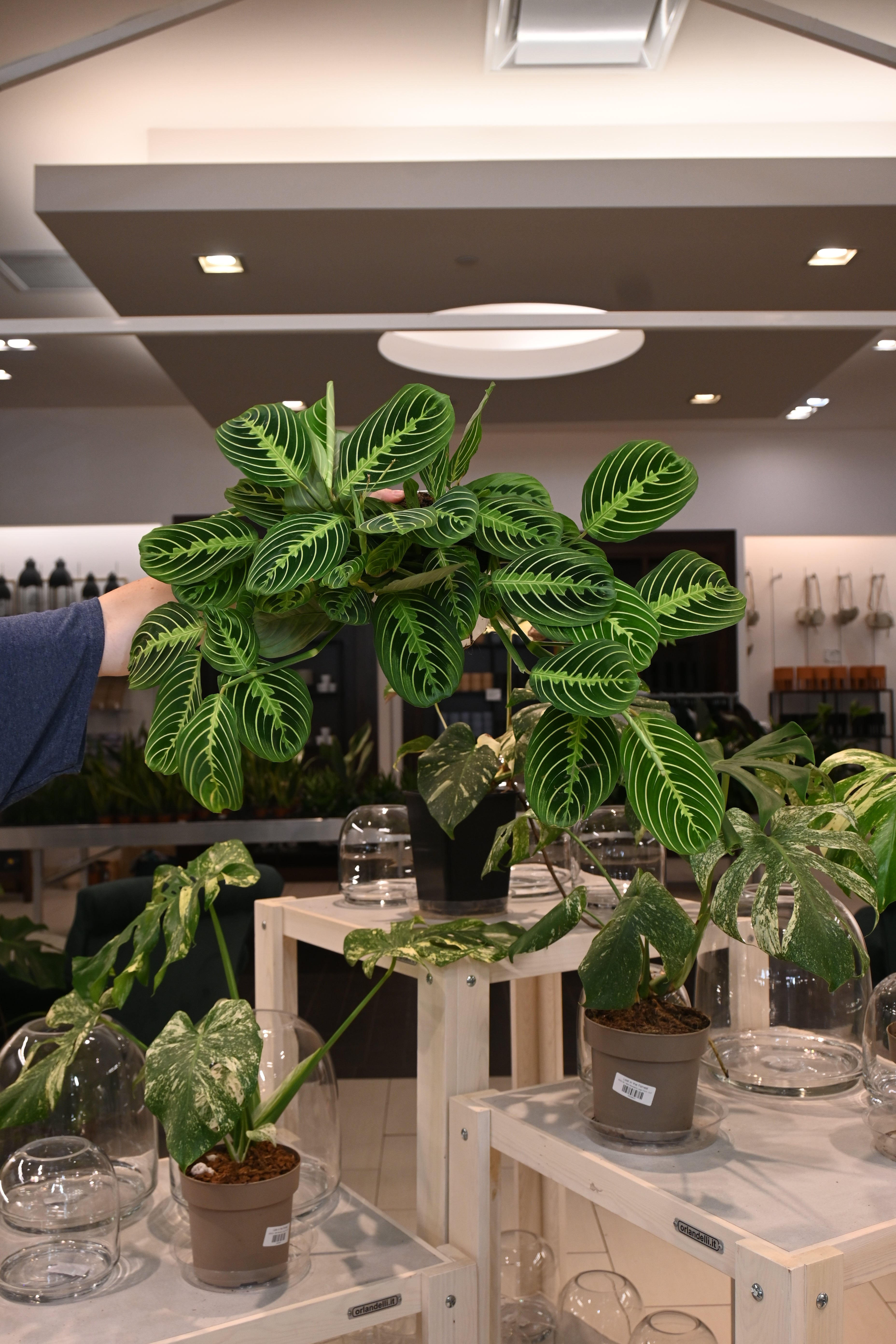 Maranta Lemon Lime