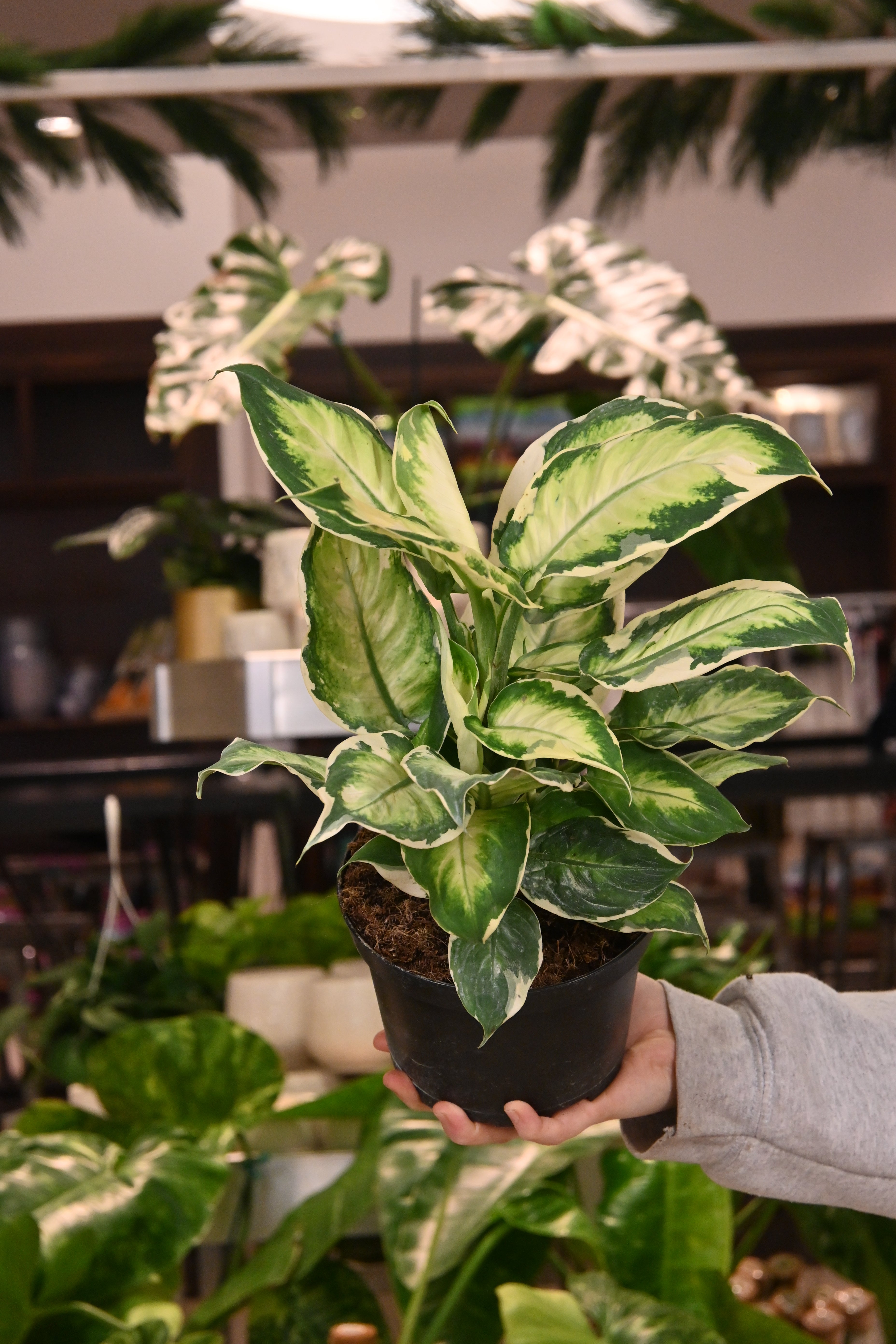dieffenbachia variegated Dieffenbachia White Beauty Variegated