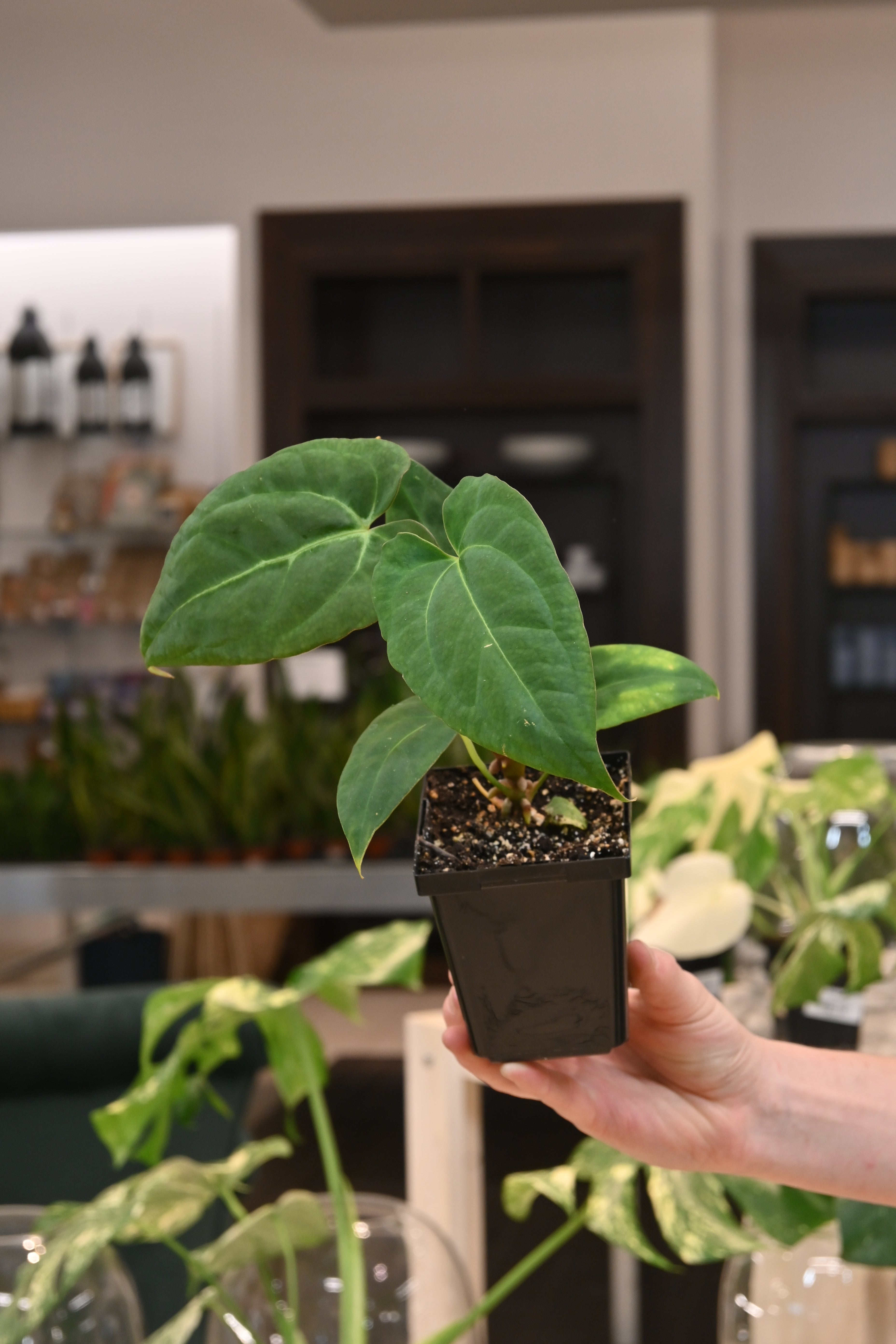 Anthurium Papillilaminum Ori