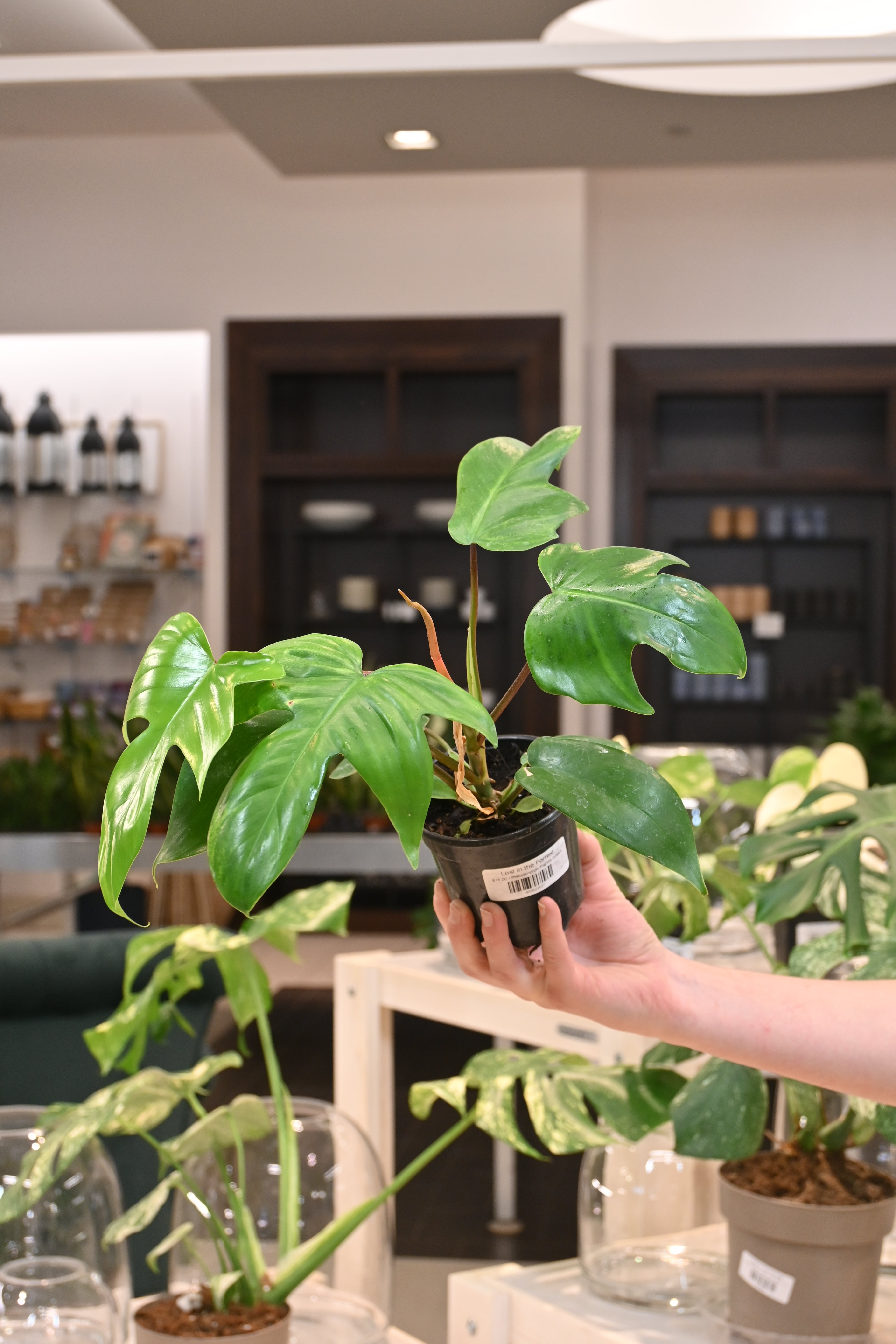 Philodendron Florida Green