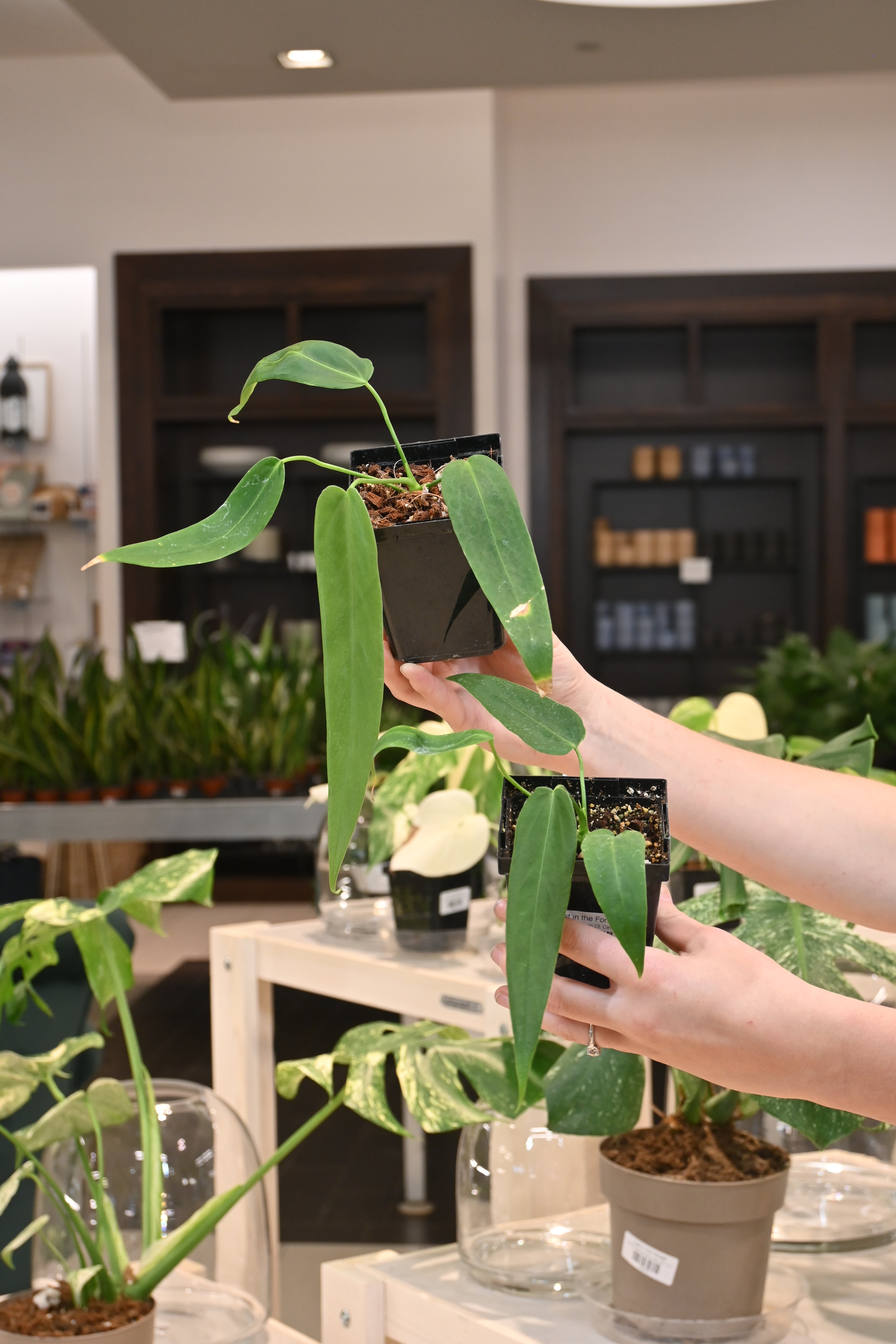 Anthurium Cf. Cirinoi