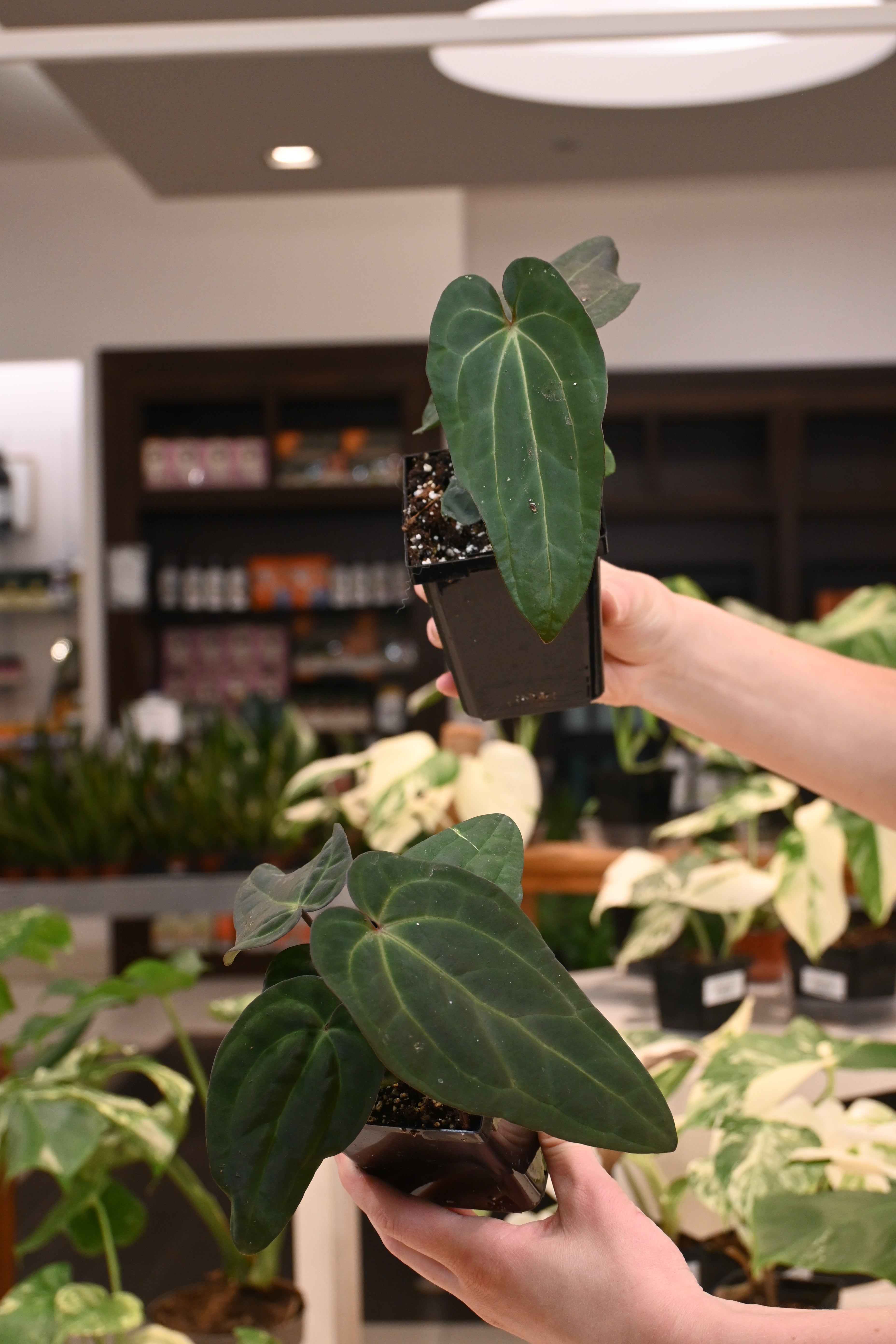 Anthurium Wuhoo&