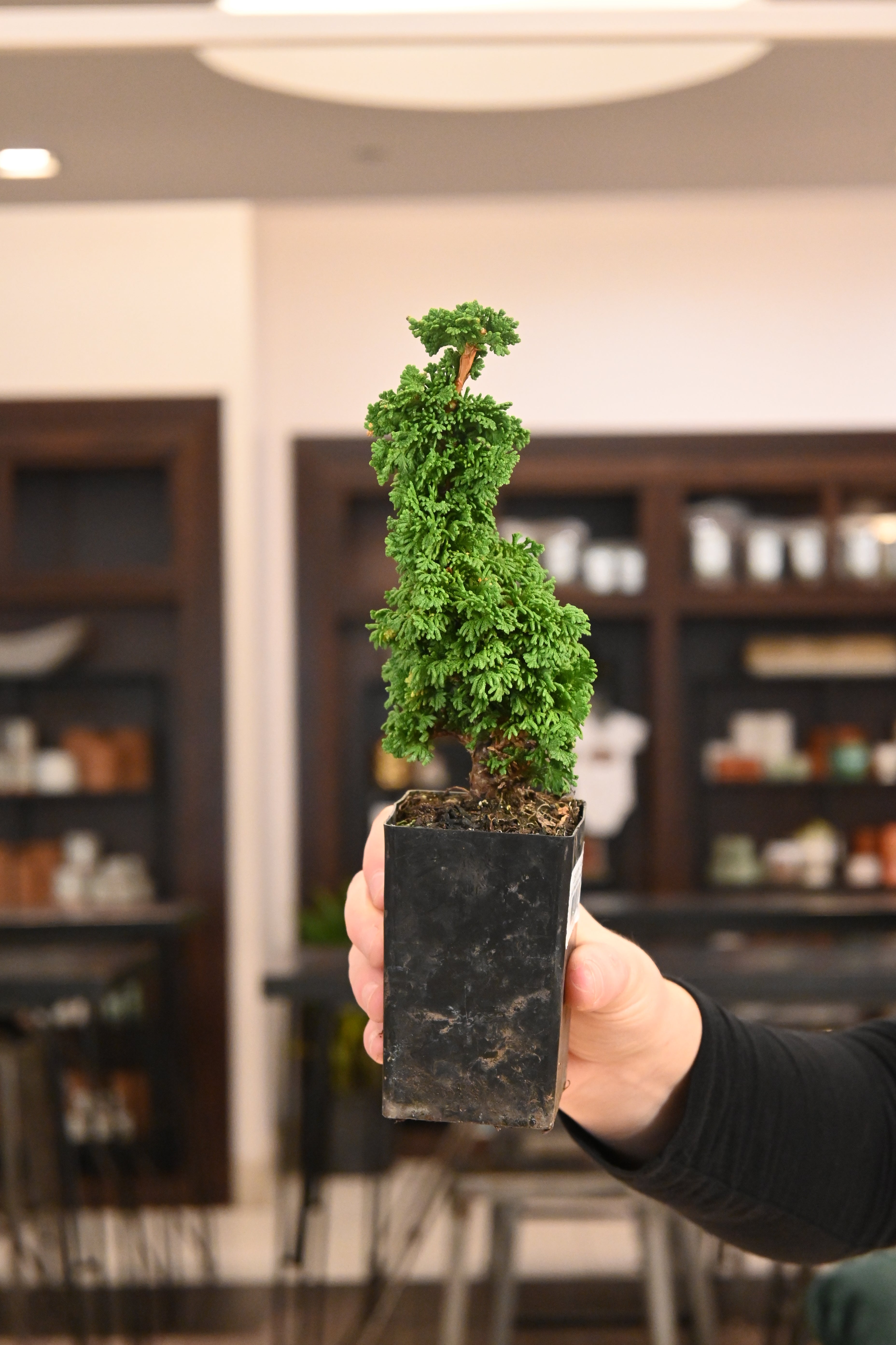 Bonsai Starters