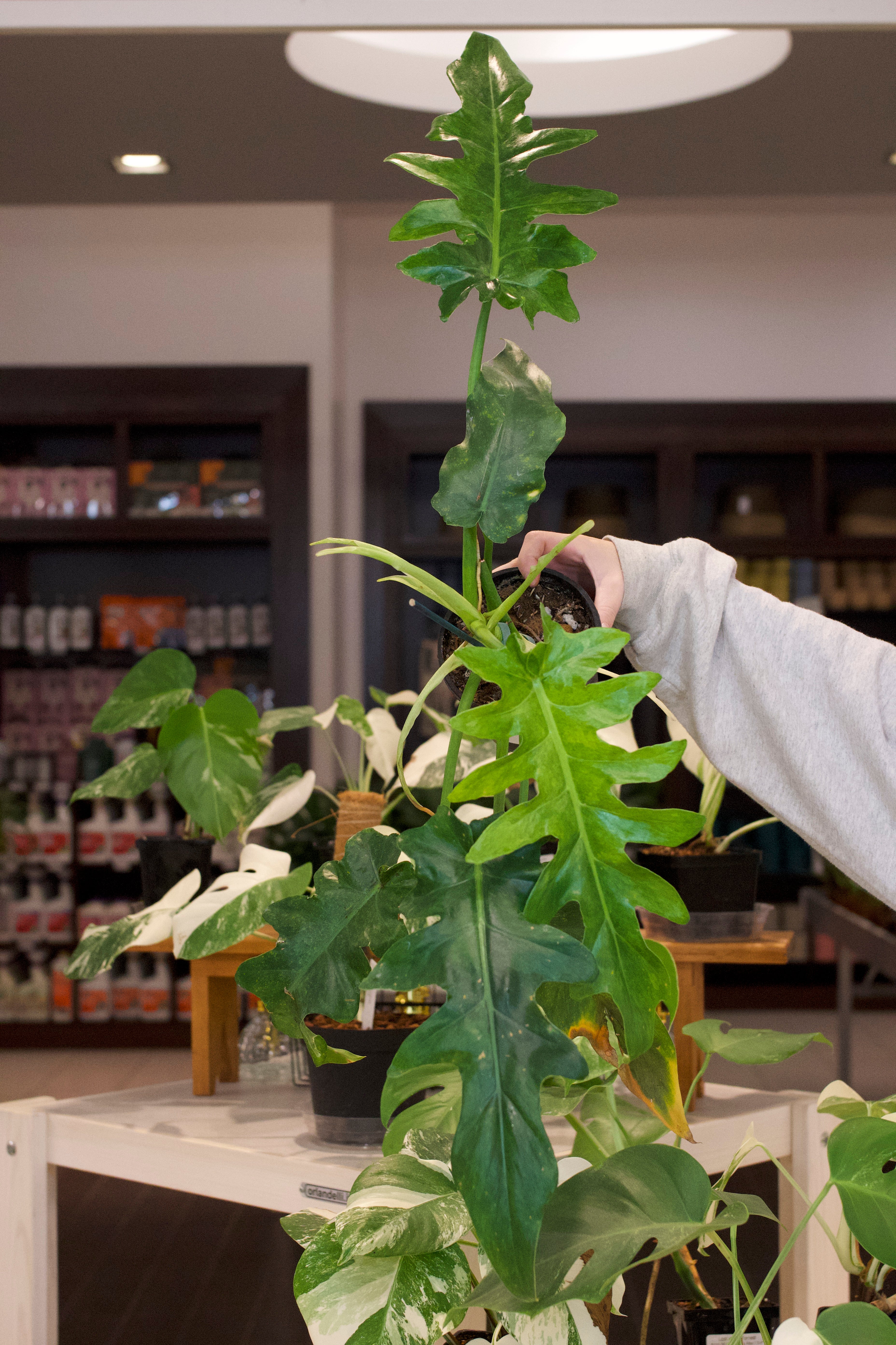 Philodendron Bob Cee Aurea Variegated