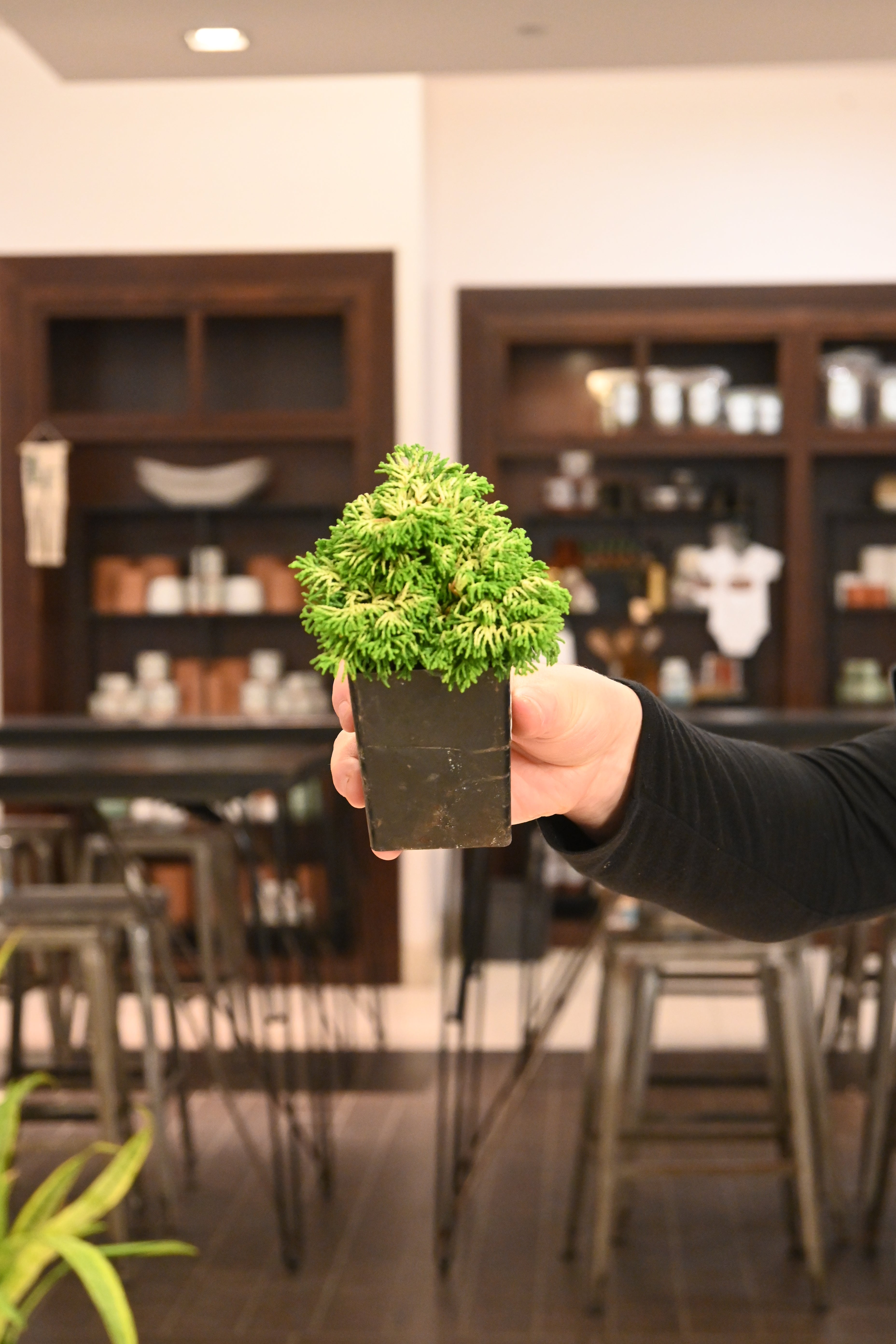 Bonsai Starters
