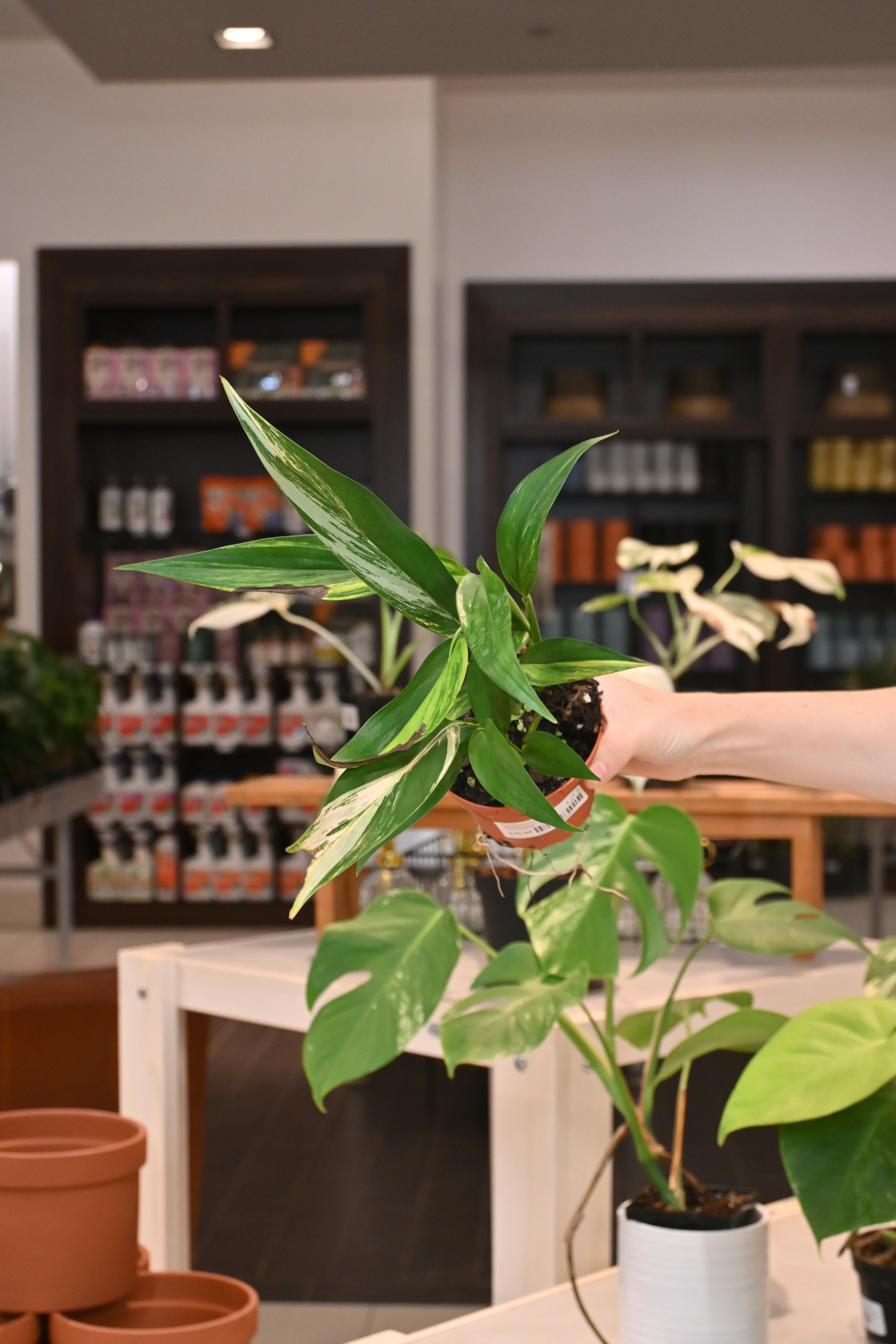 philodendron amplissimum variegated Epipremnum Amplissimum Variegated