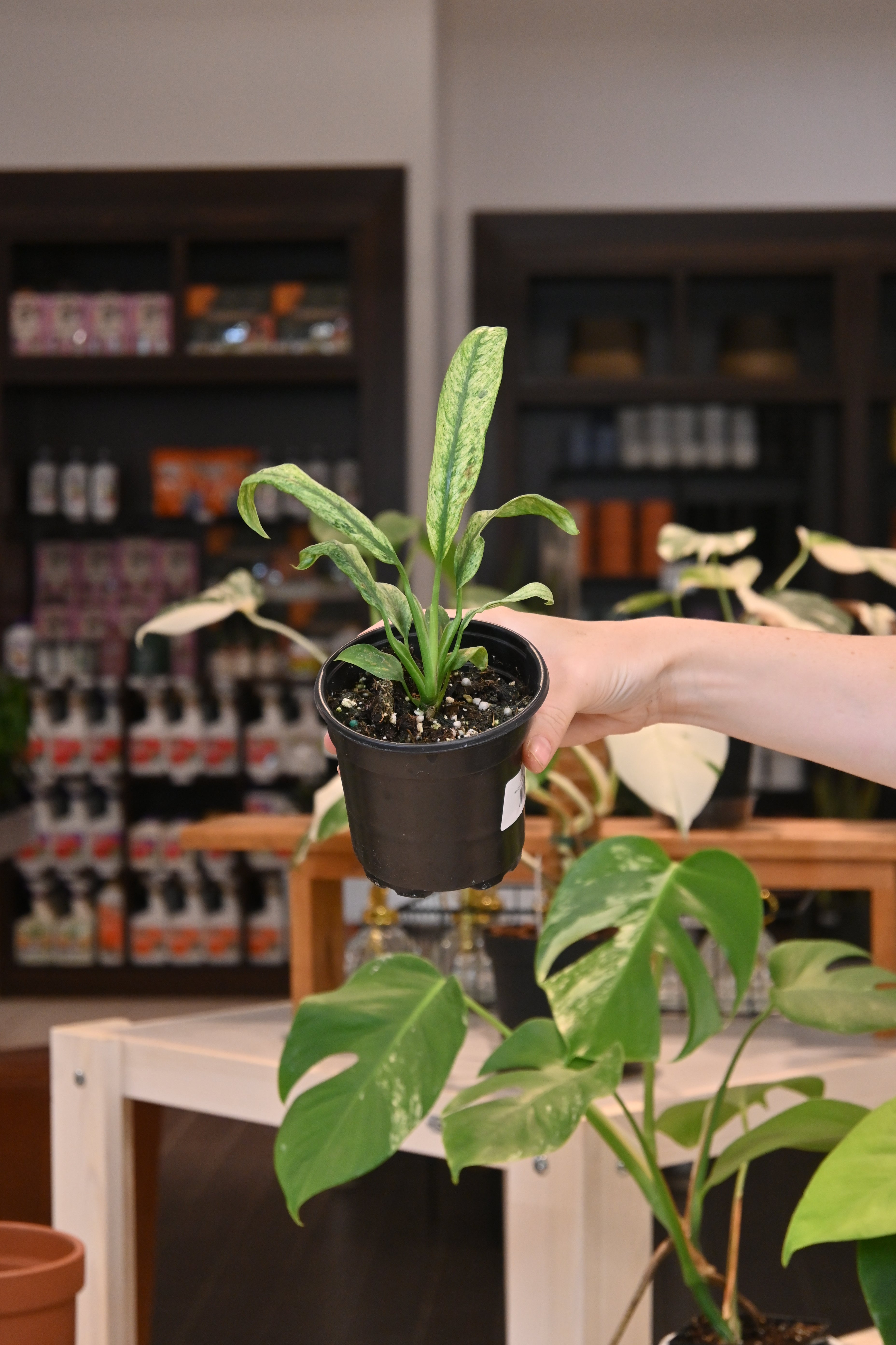 variegated indoor plant Epipremnum Giganteum Variegated 4.5"