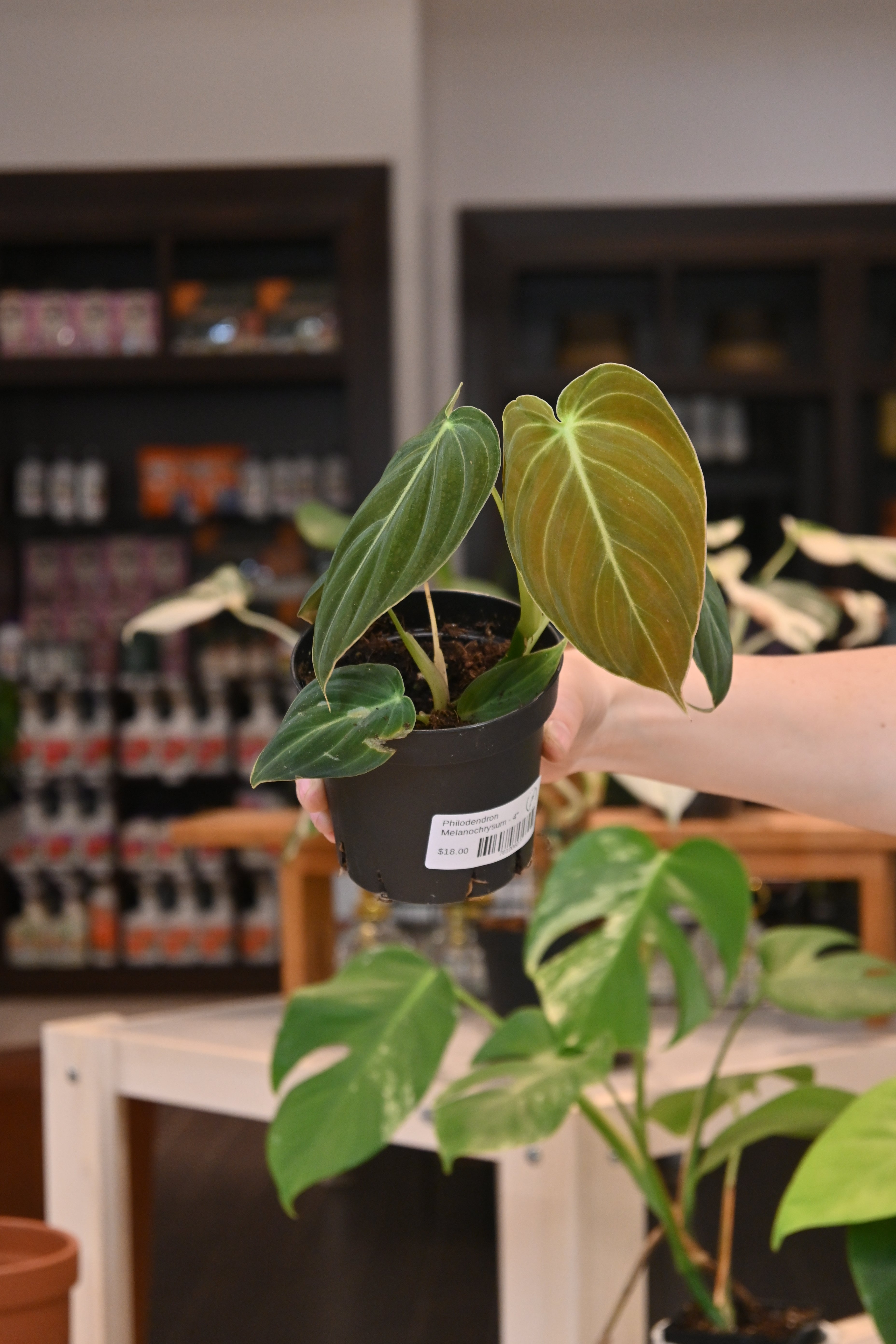 Philodendron Melanochrysum