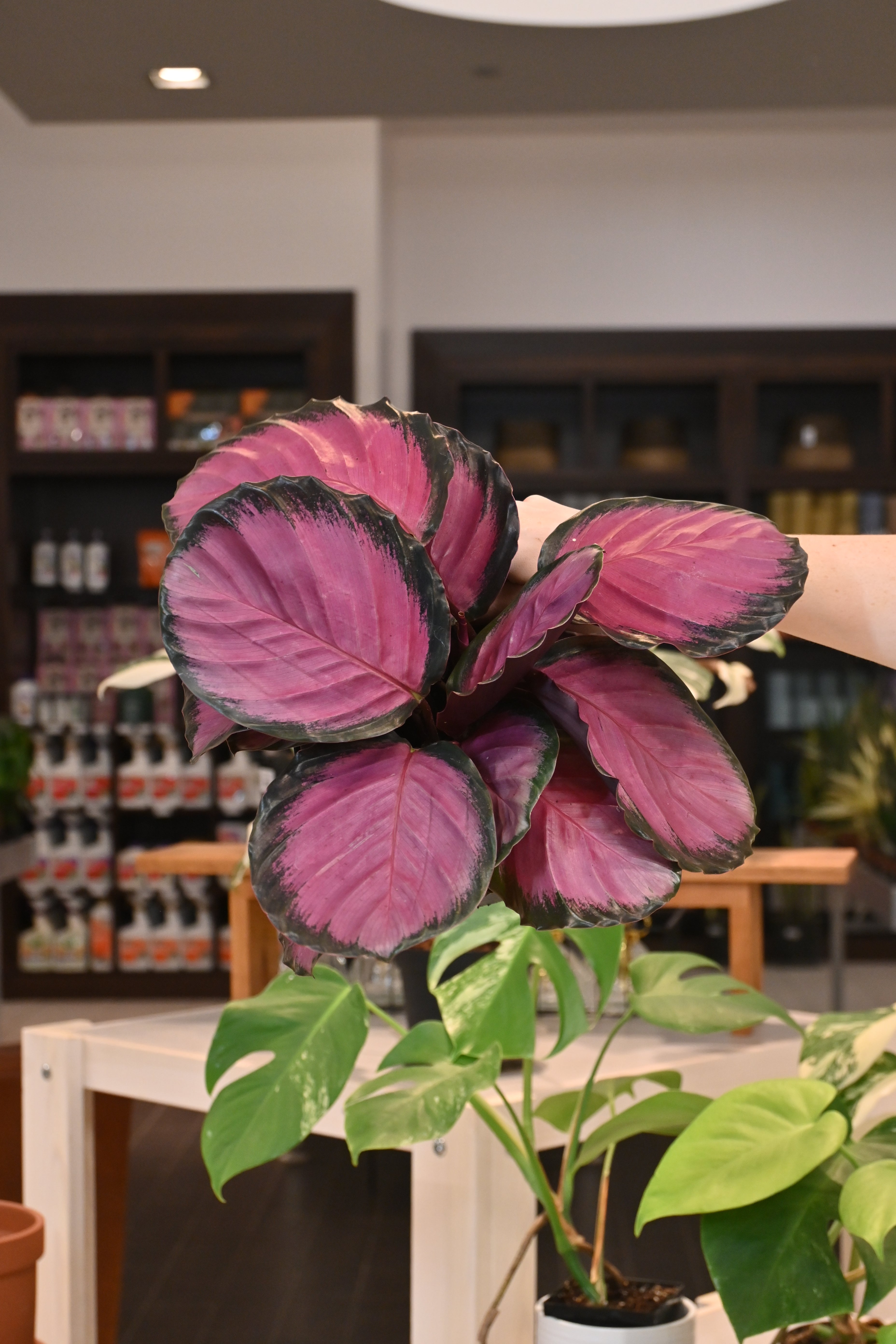 Calathea Purple Rose