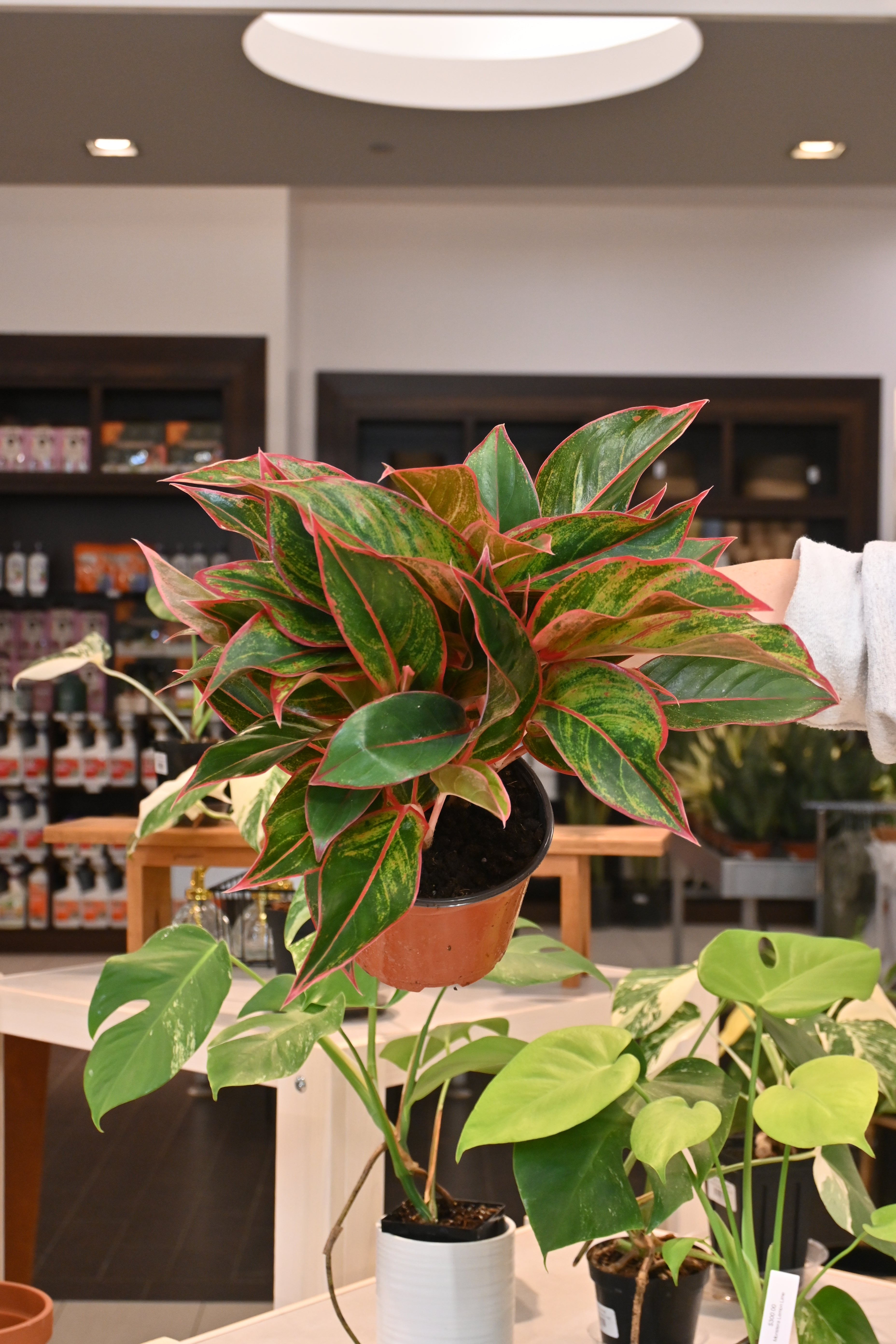 Aglaonema Red Creta