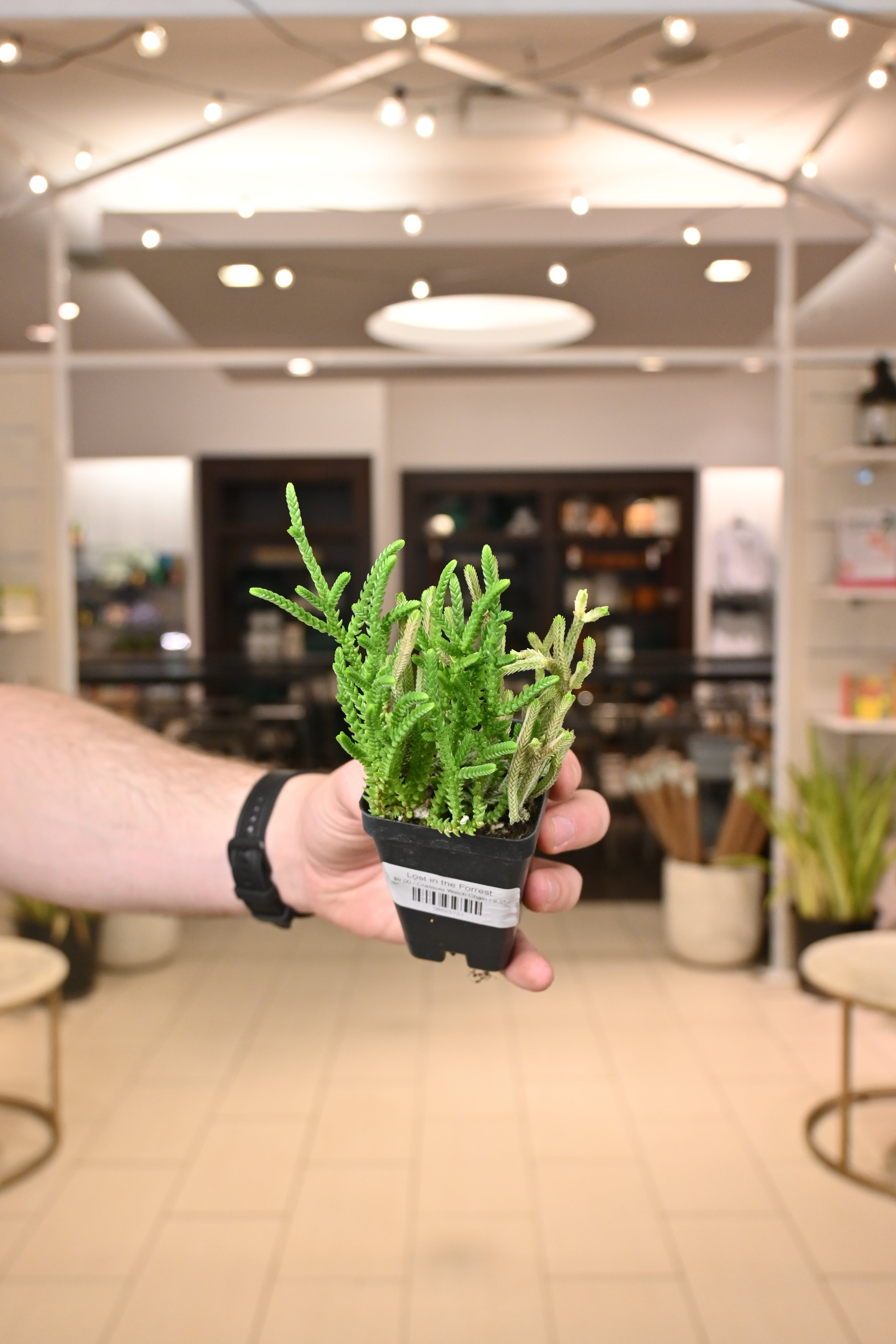 Crassula Watch Chain