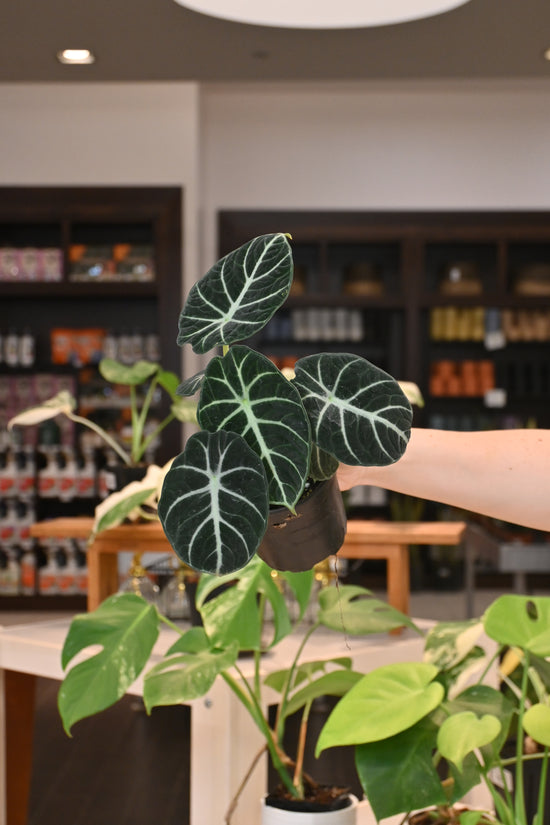 Alocasia Ninja