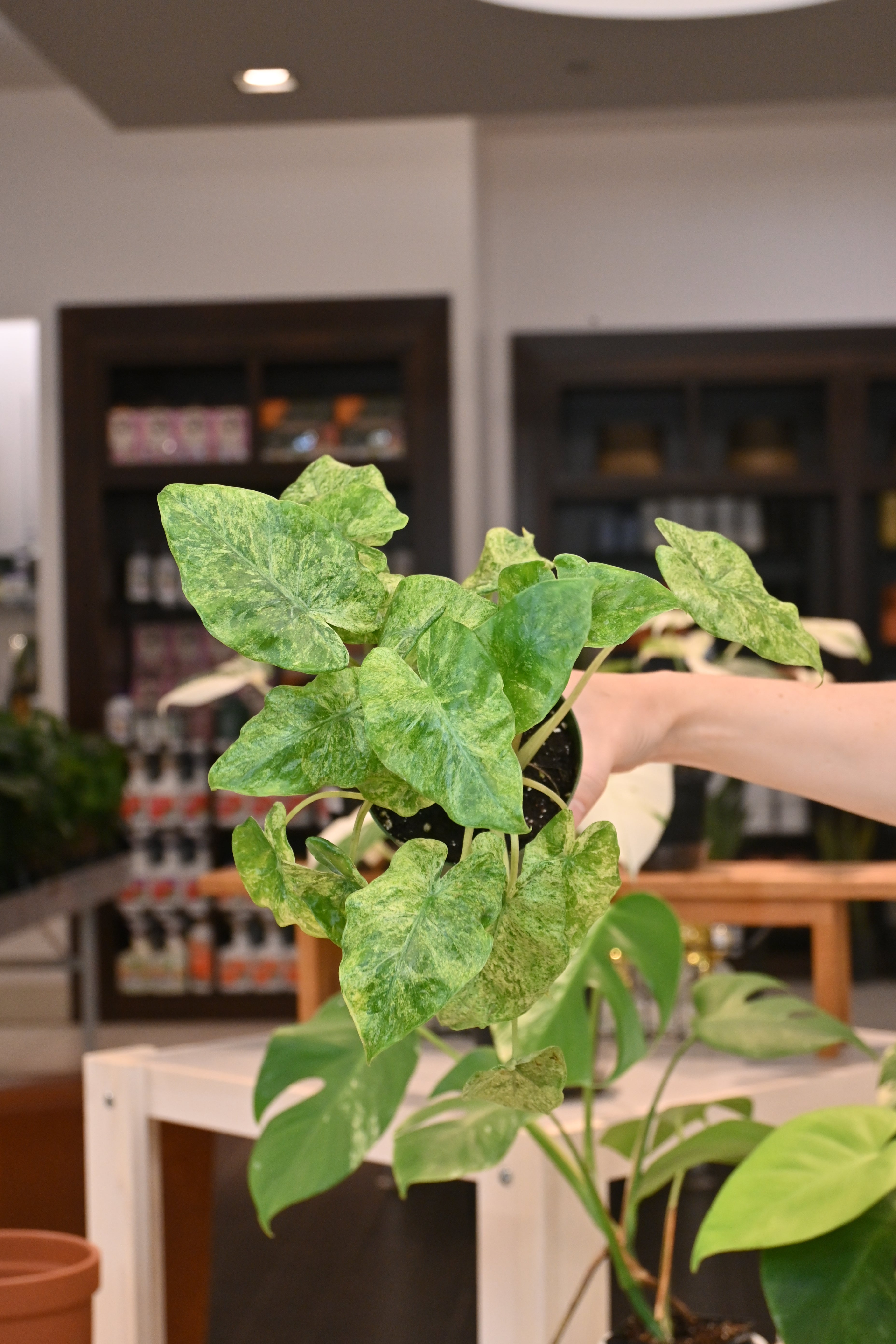 Alocasia Odora &