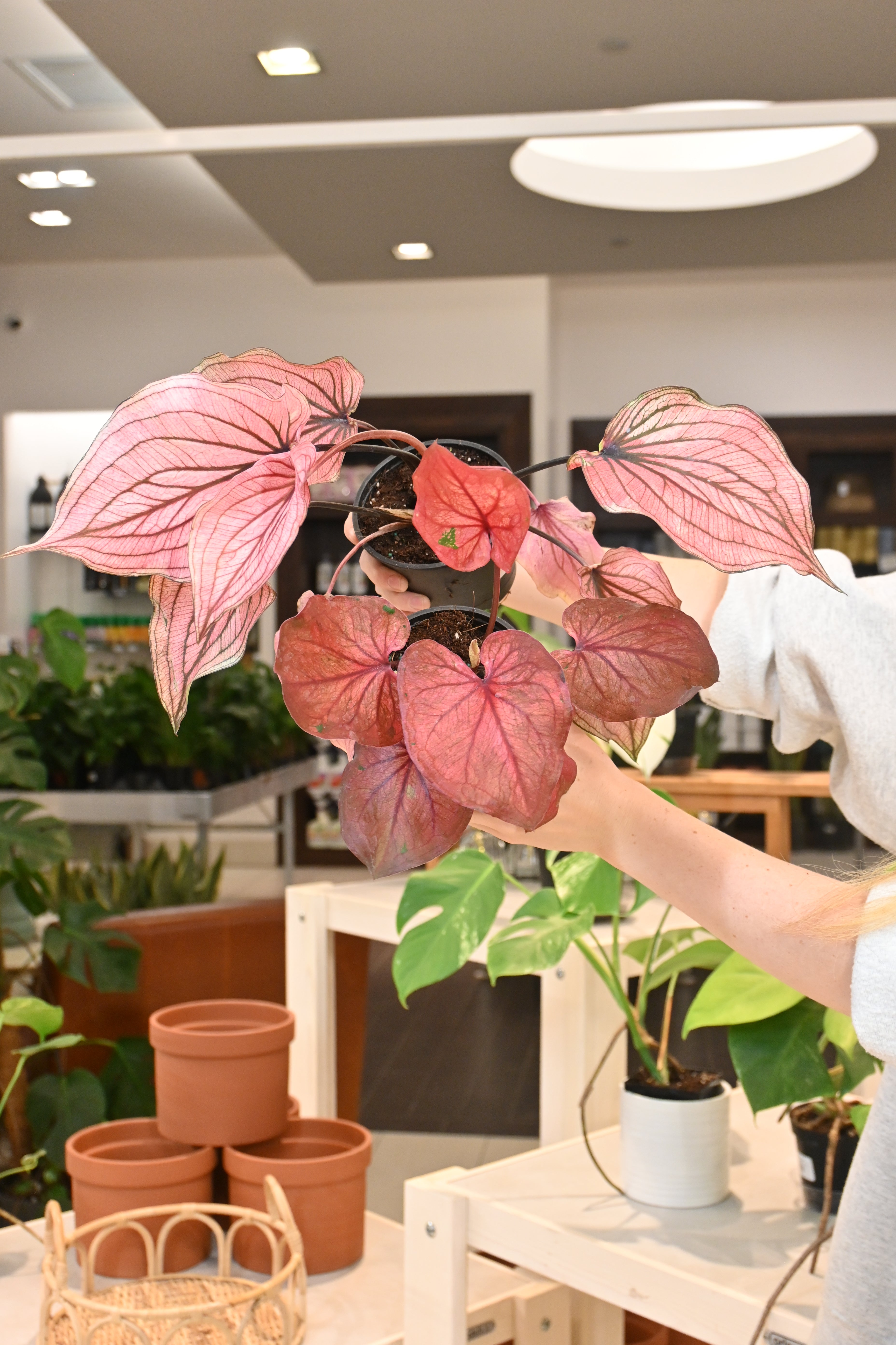 Caladium Assorted