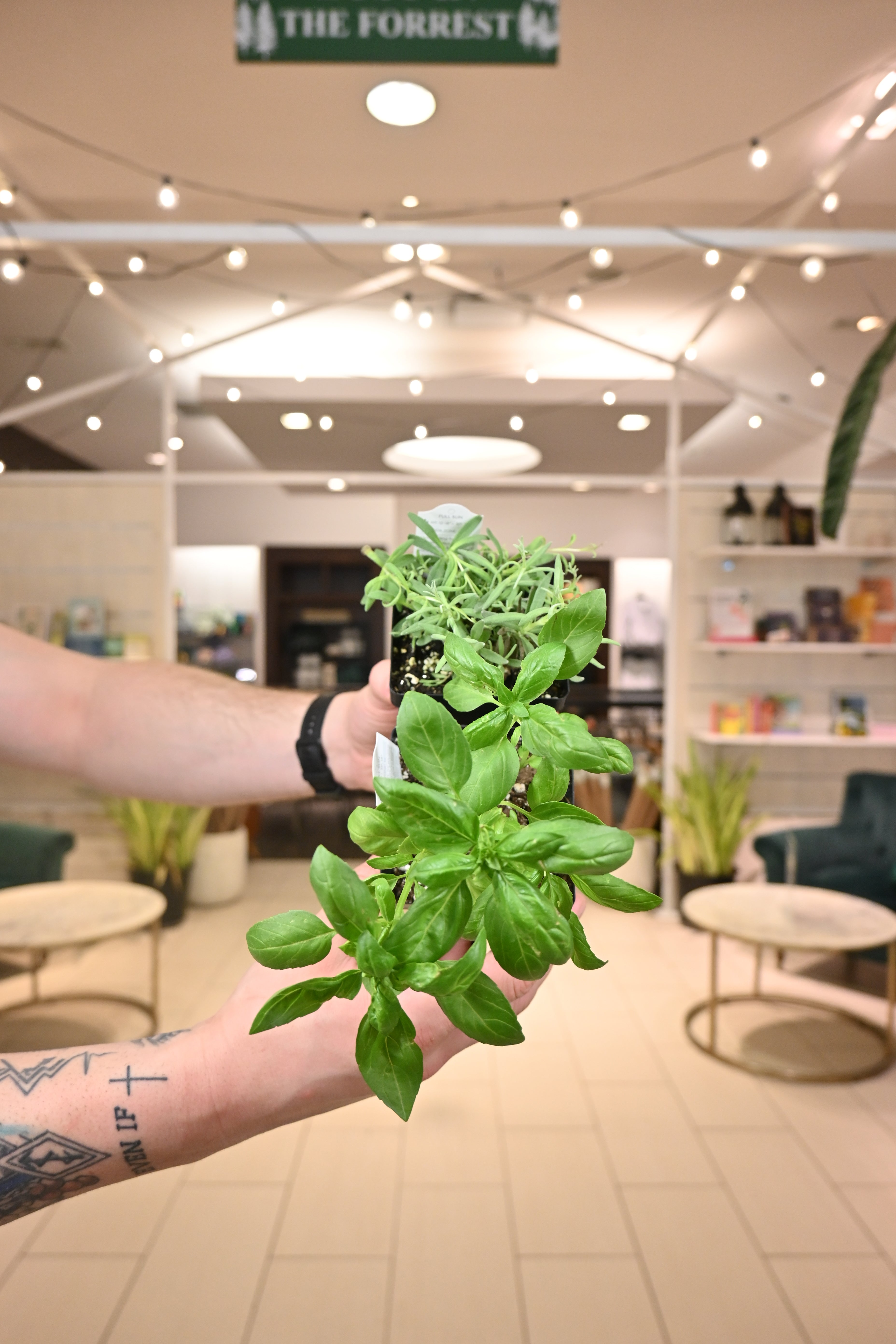 Assorted Herbs