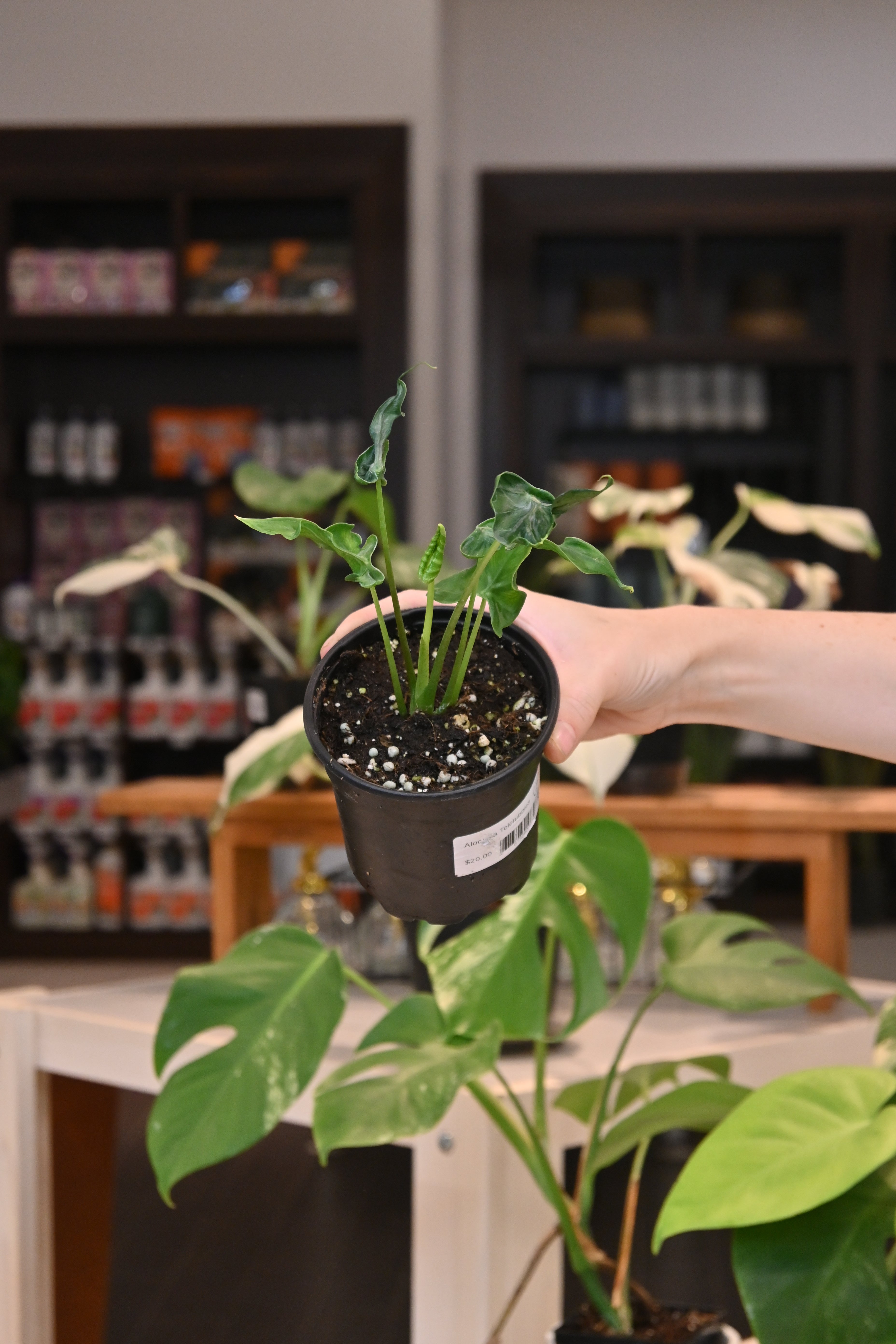 Alocasia Teletubbies