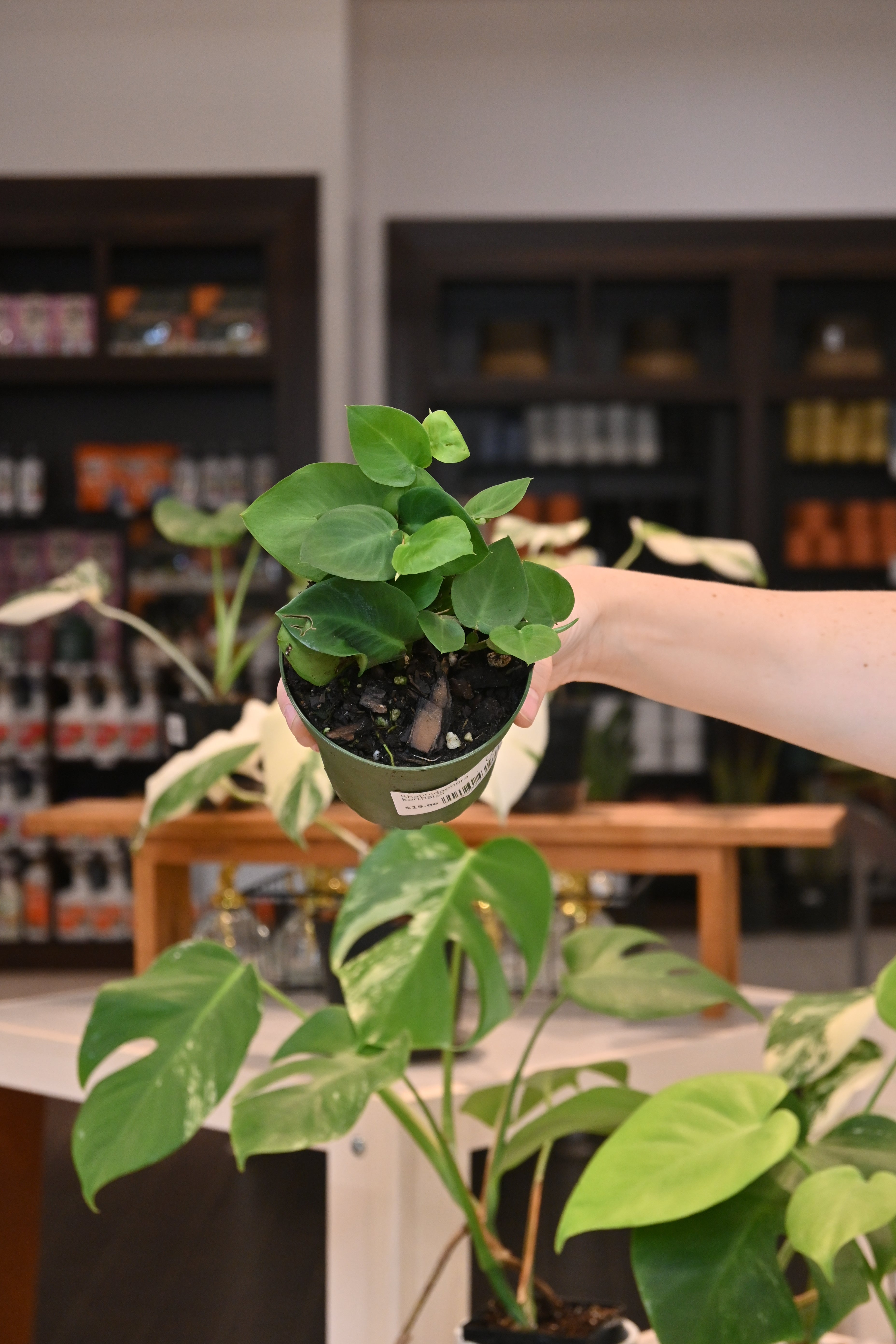 Rhaphidophora Korthalsii