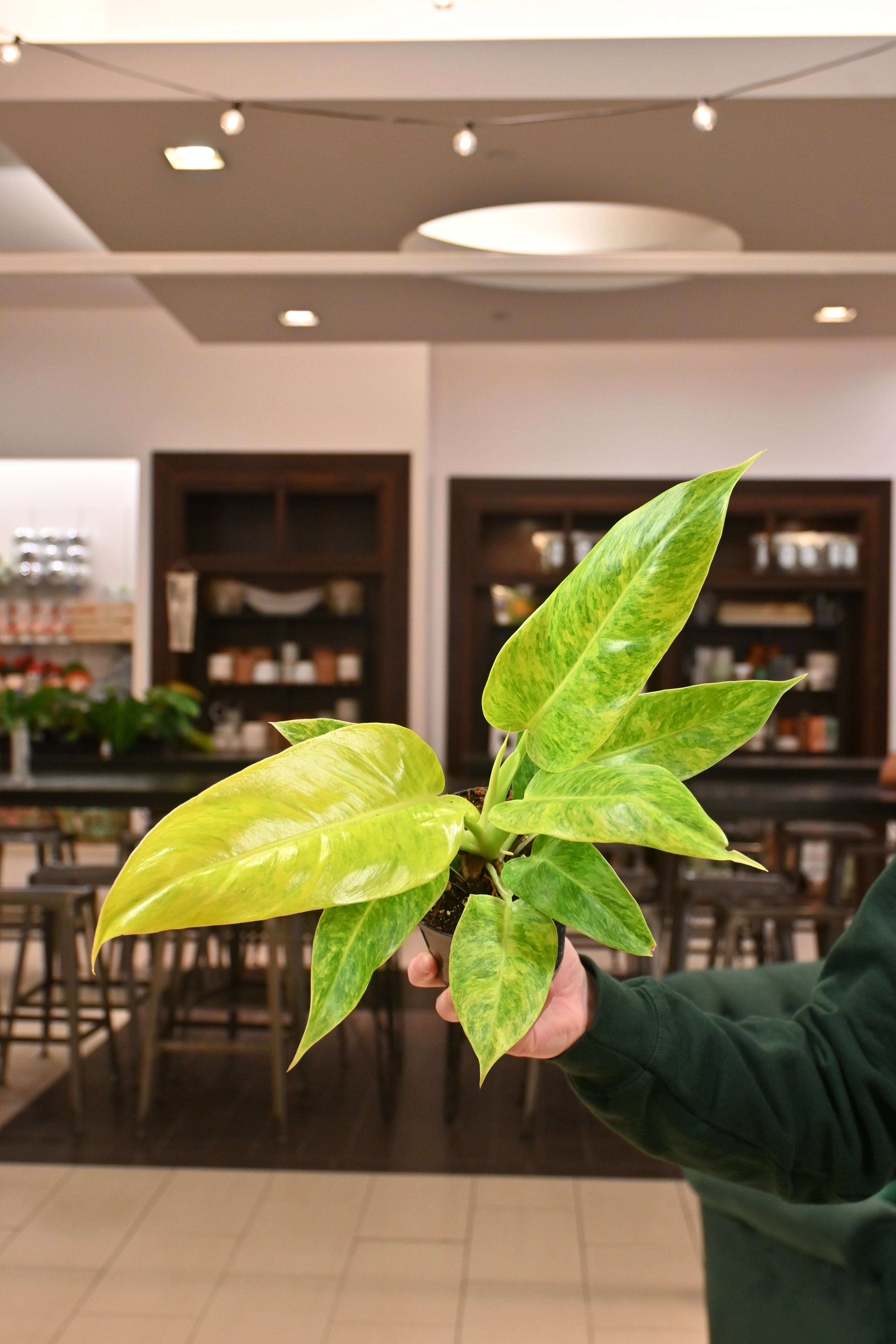 Philodendron Calkins Gold