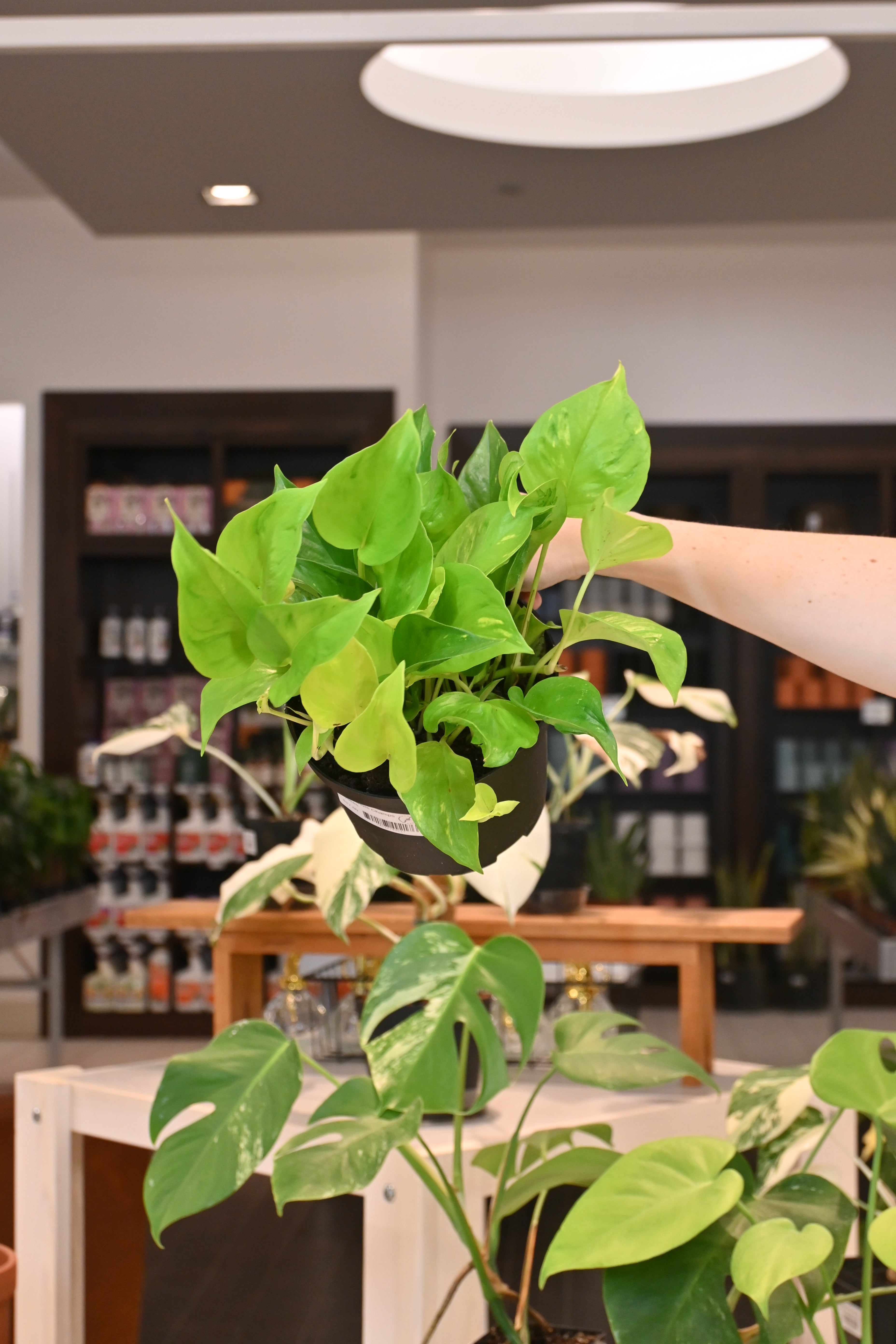 Epipremnum Champs Elysees