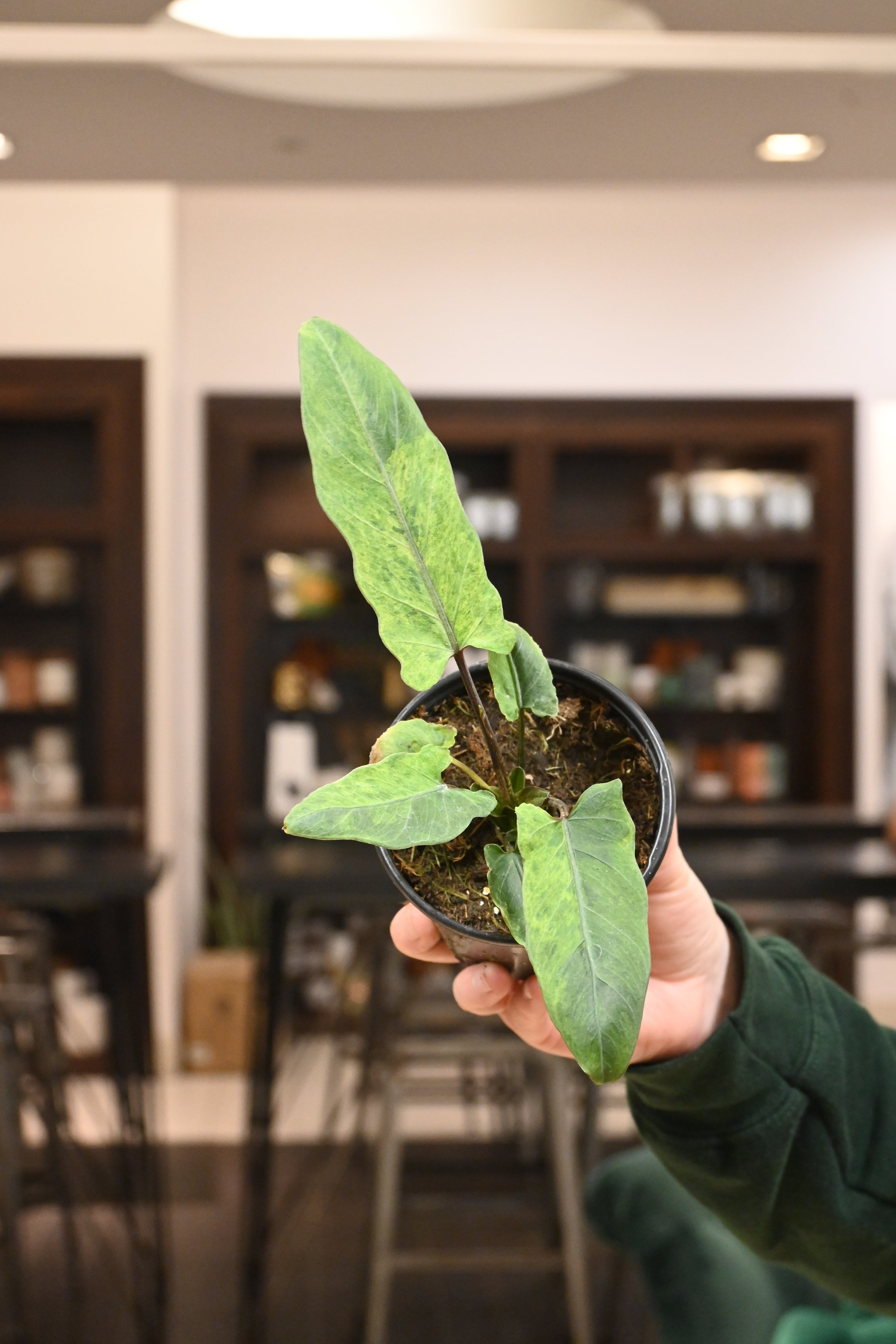 Alocasia Lauterbachiana Variegated
