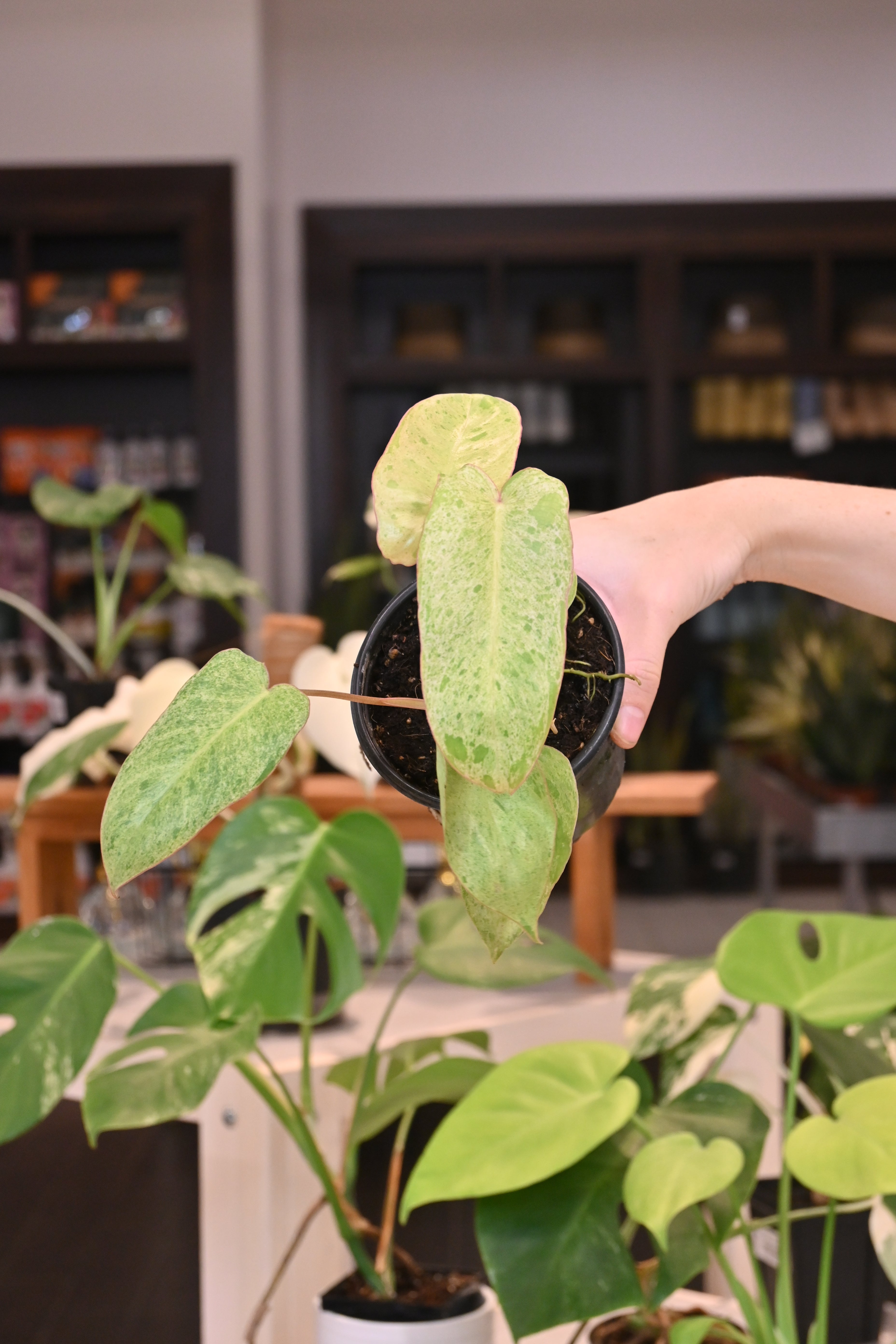 paraiso verde philodendron Philodendron Paraiso Verde – Lost in the Forrest