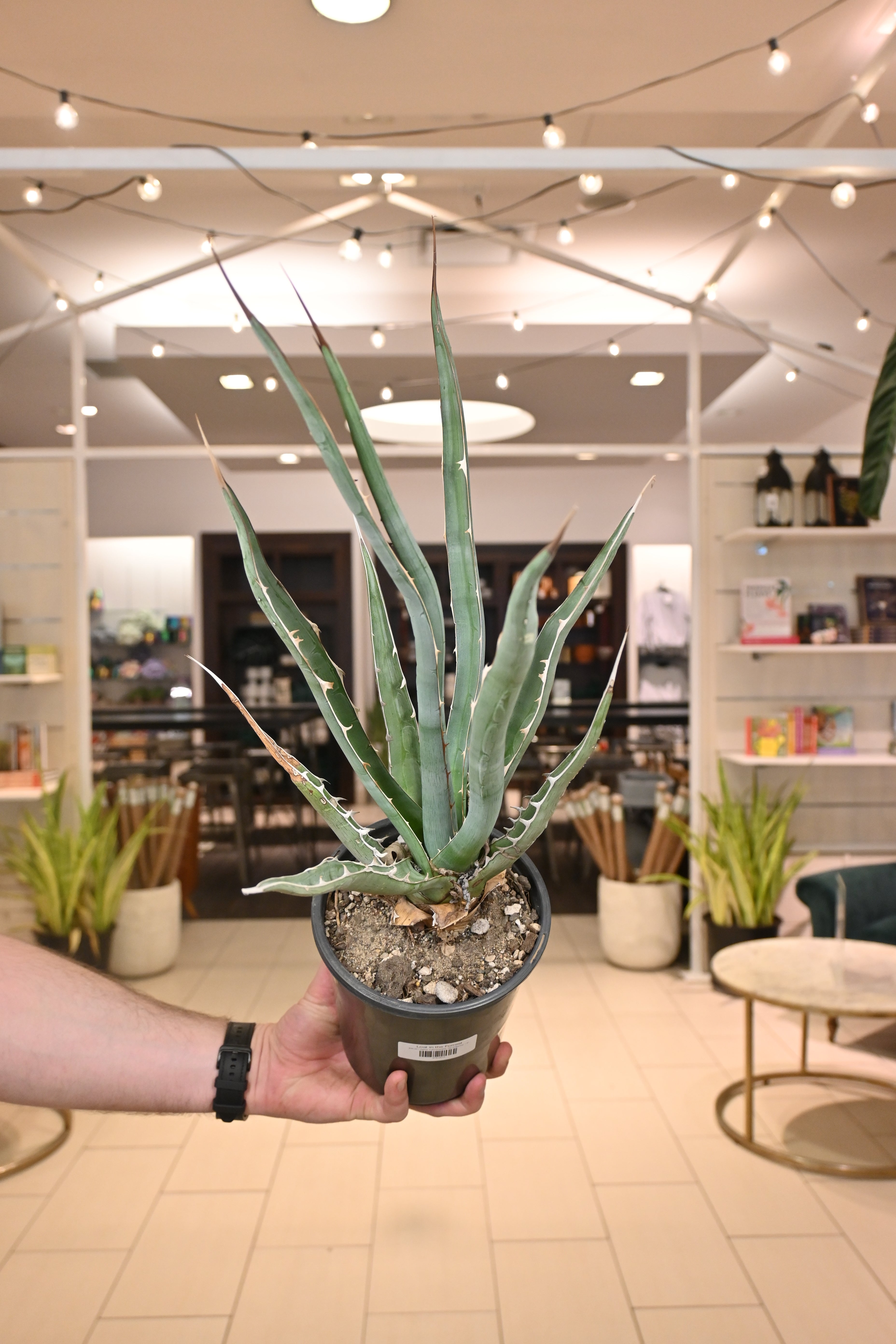 Agave Xylonacantha *No Shipping*