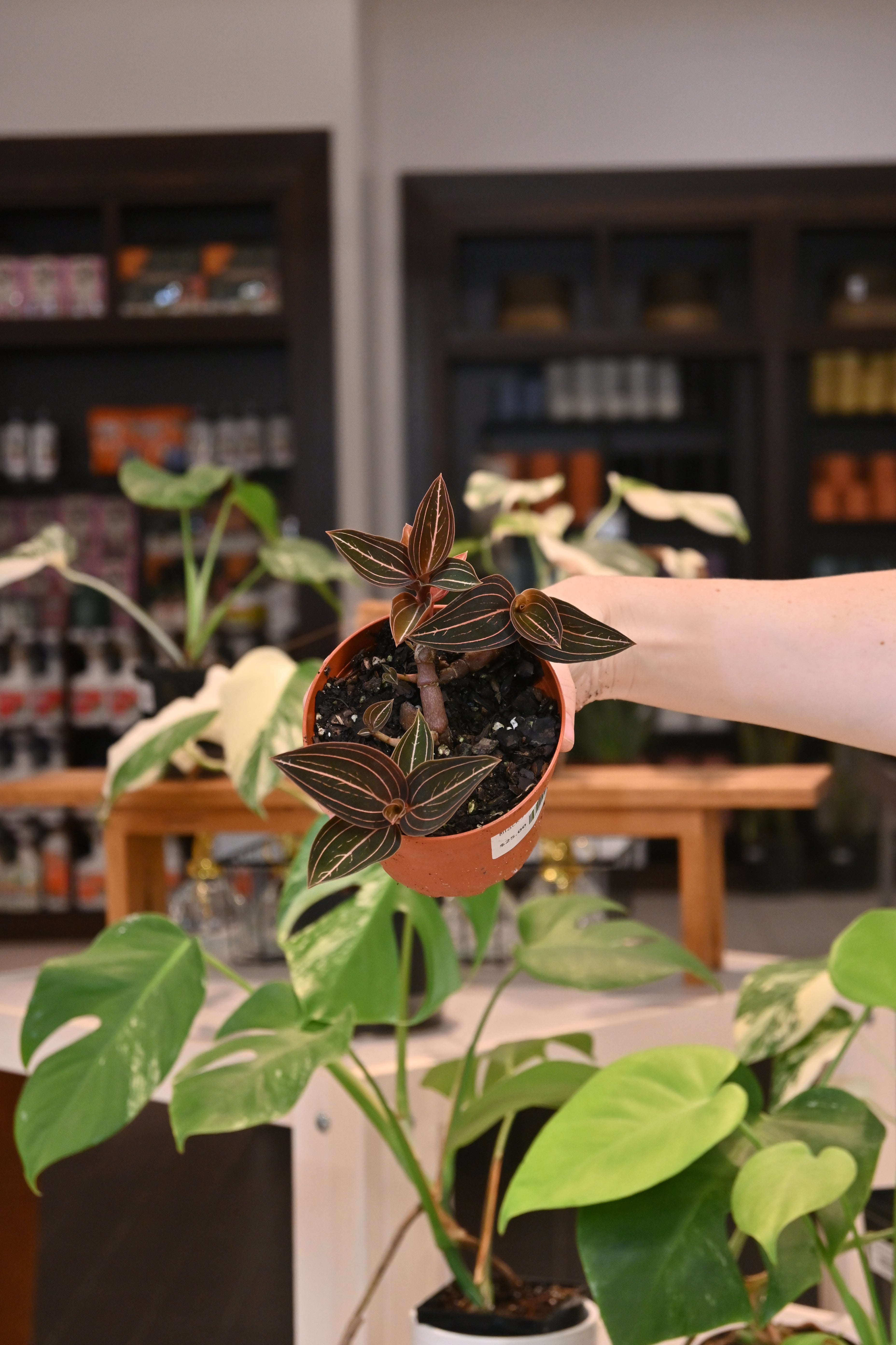 Black Jewel Orchid