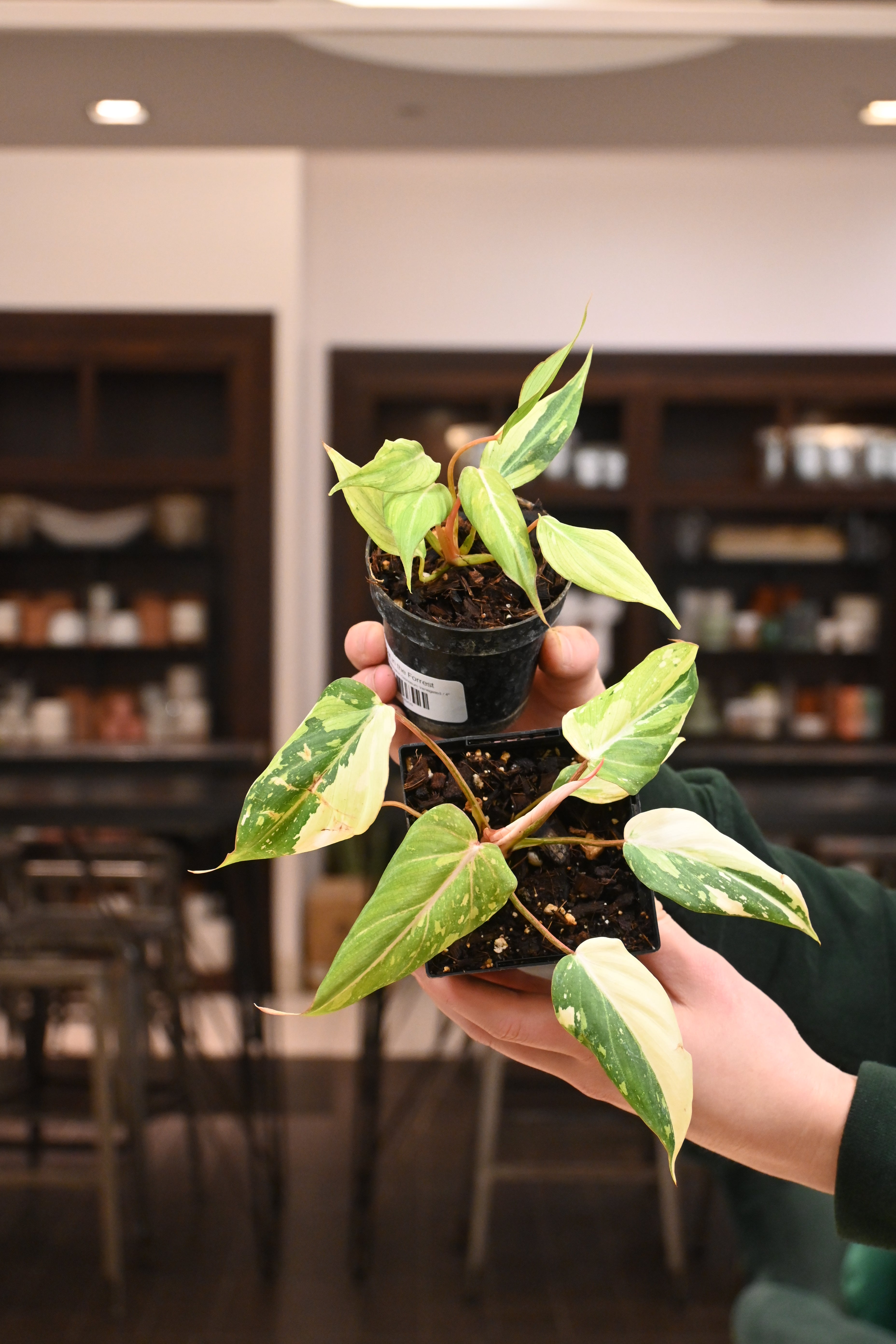 Philodendron Gloriosum Variegated
