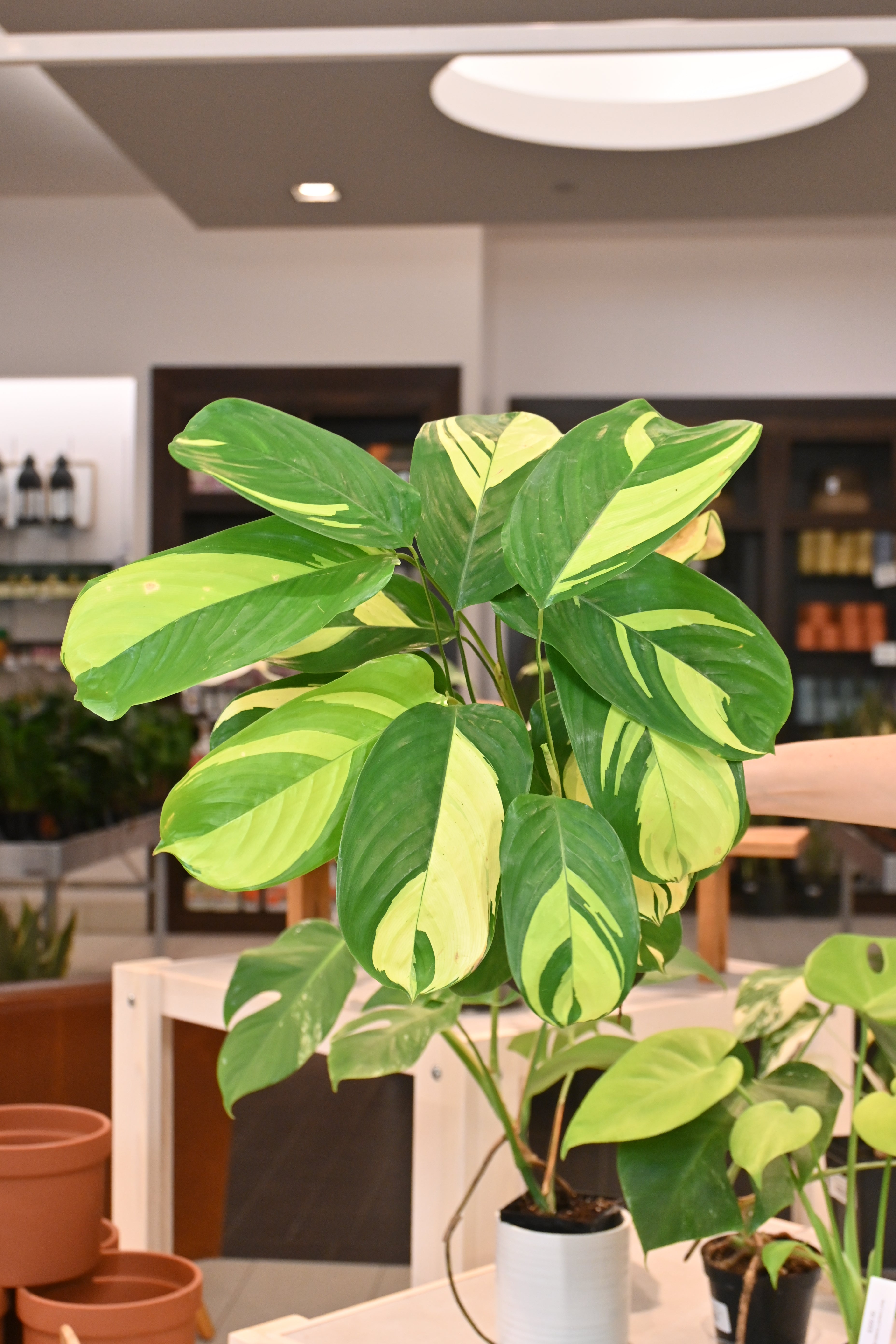 Calathea Lubbersiana