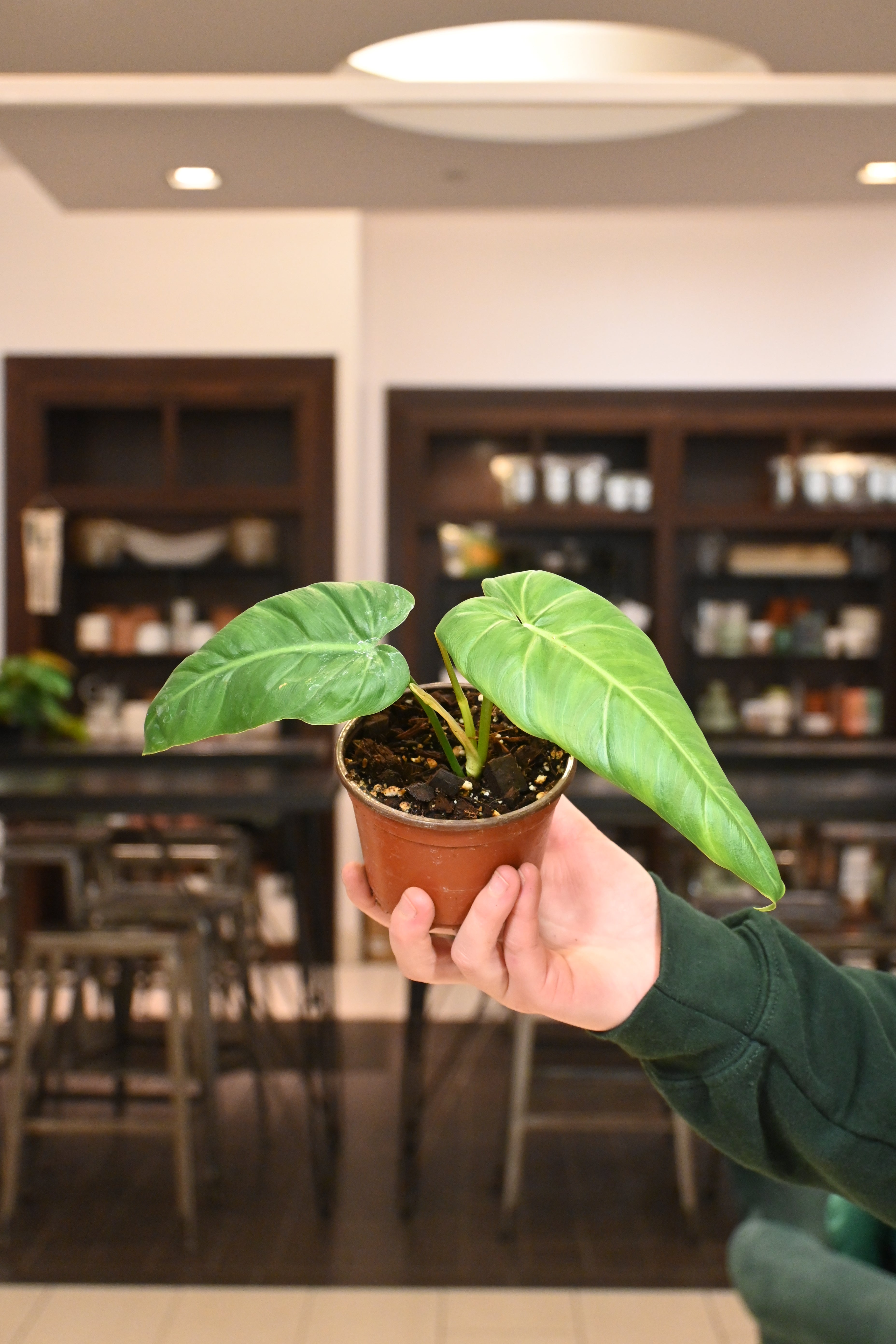 Philodendron Maximum